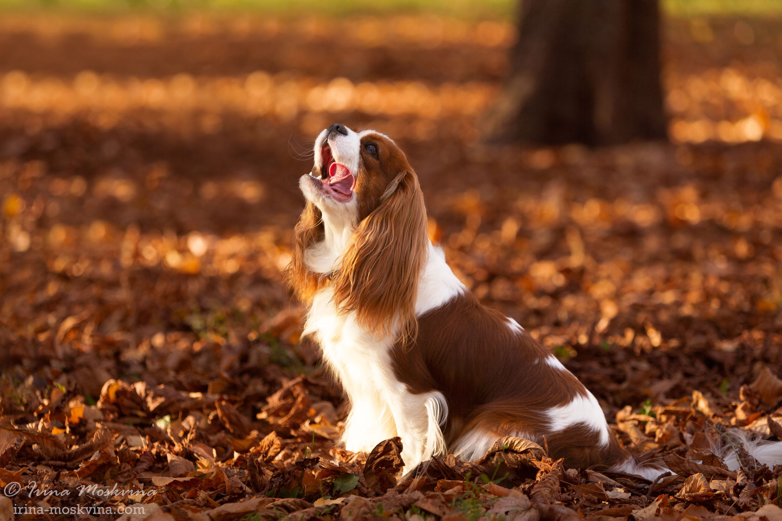 Прогулка с кавалером Да Винчи | Белгород | октябрь 2021. Ирина Москвина | фотограф | Москва
