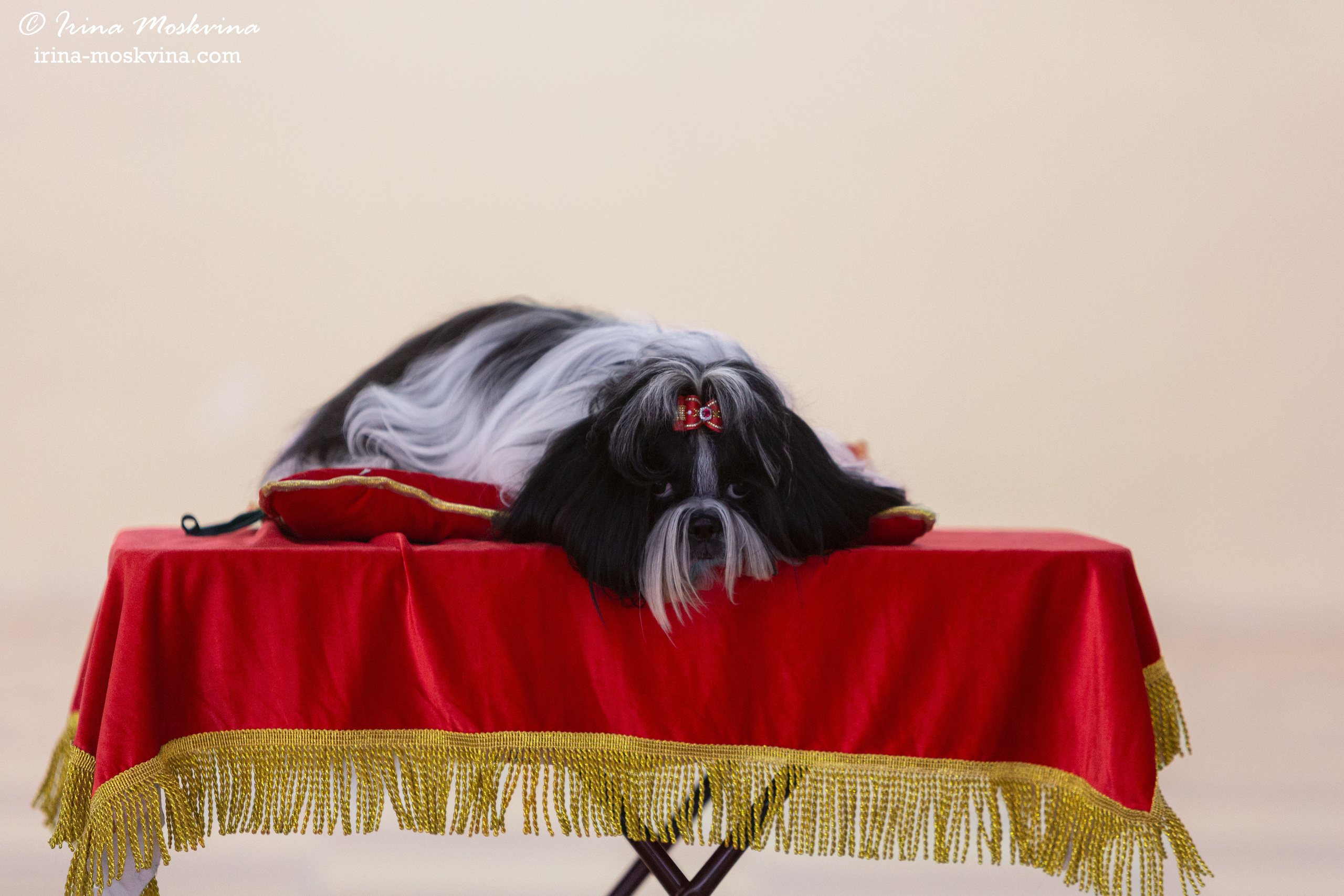 Белгород | САС | 14.11.21. Ирина Москвина | фотограф | Москва