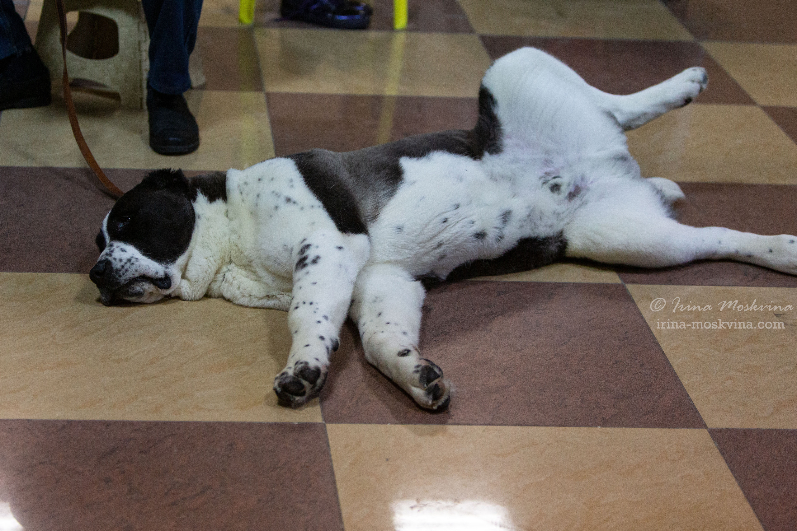 Белгород | САС | 29.01.22. Ирина Москвина | фотограф | Москва