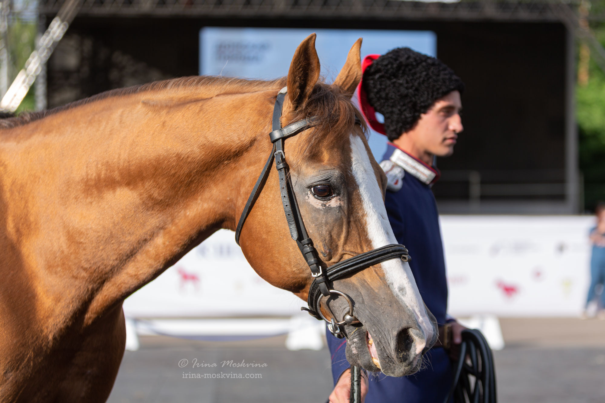 Донская порода