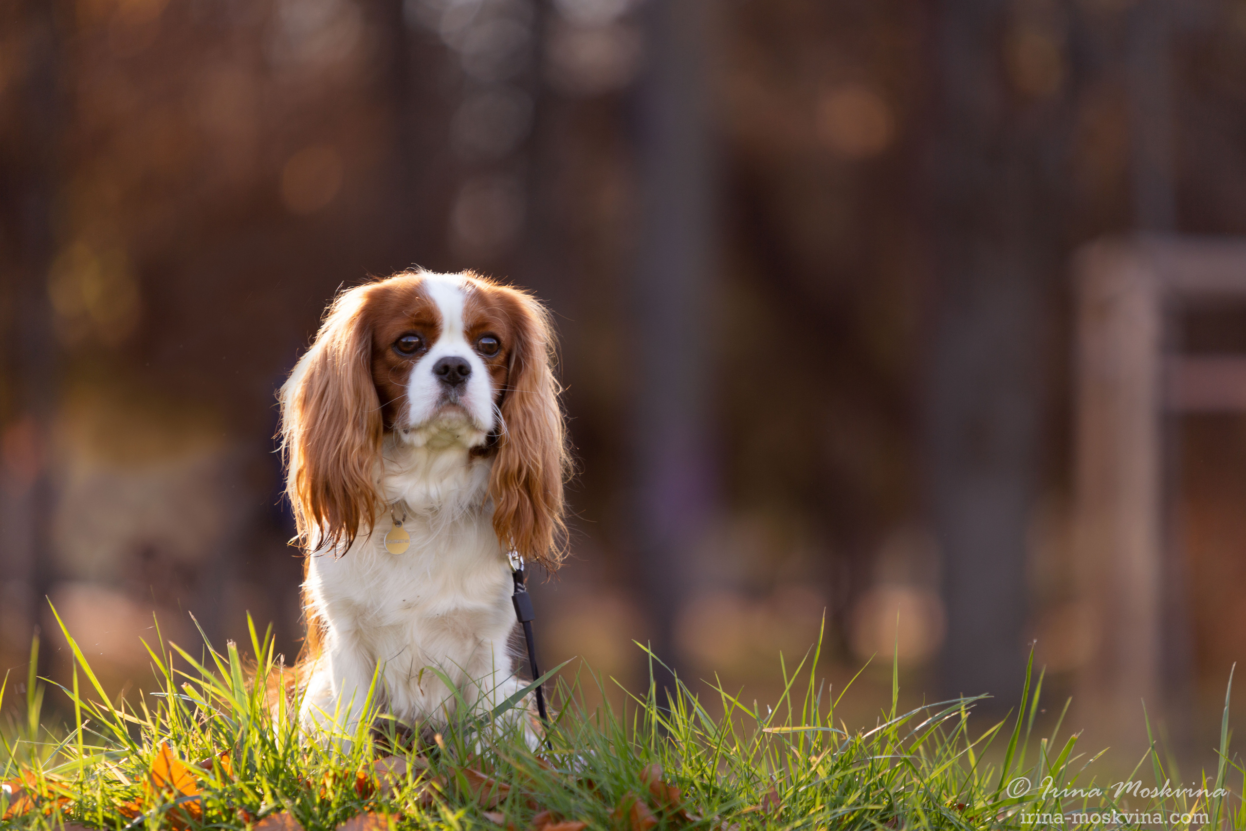 Прогулка с кавалером Да Винчи | Белгород | октябрь 2021. Ирина Москвина | фотограф | Москва
