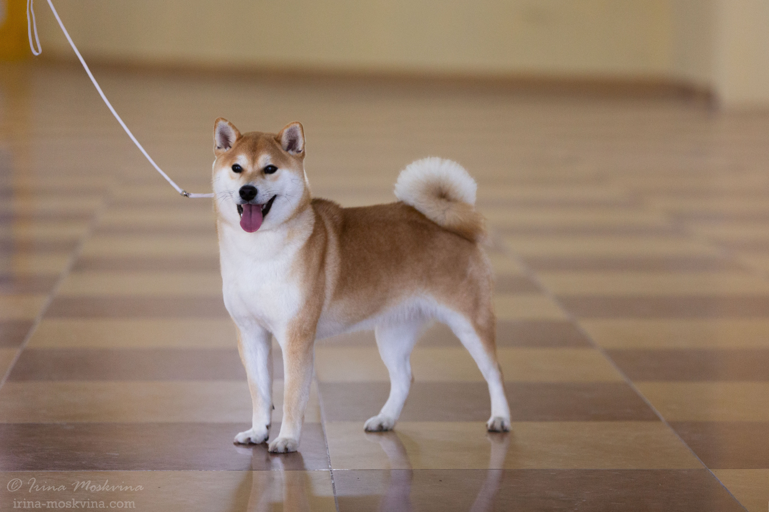 Белгород | САС | 14.11.21. Ирина Москвина | фотограф | Москва