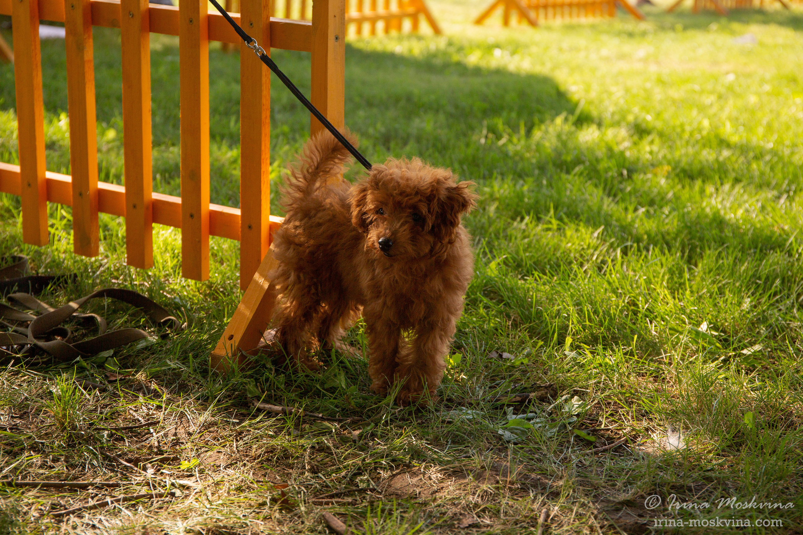 Липецк | САС | 31.07.21. Ирина Москвина | фотограф | Москва