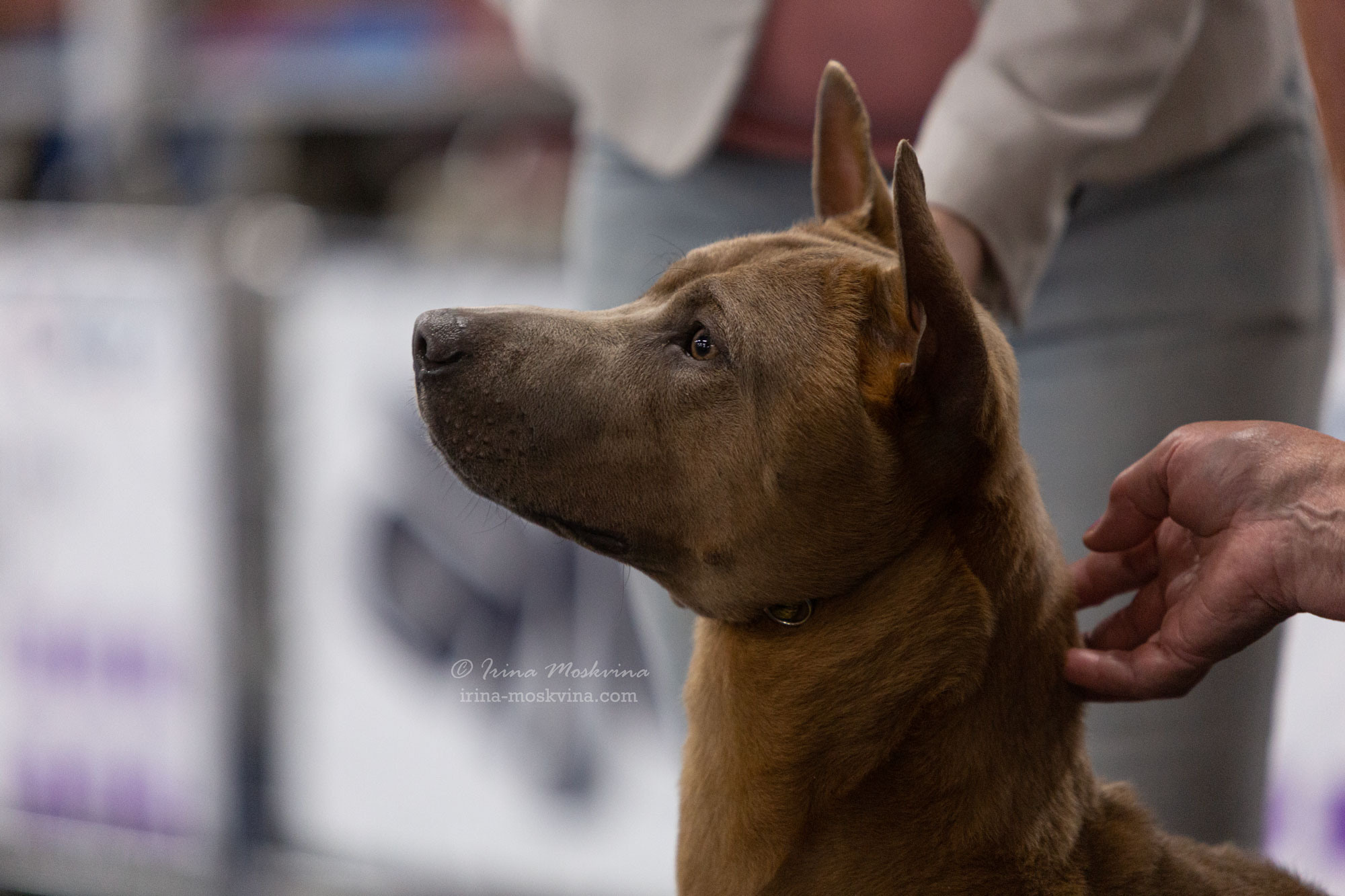 Москва, ВЦ «Сфера» | САС | 22.07.23. Ирина Москвина | фотограф | Москва
