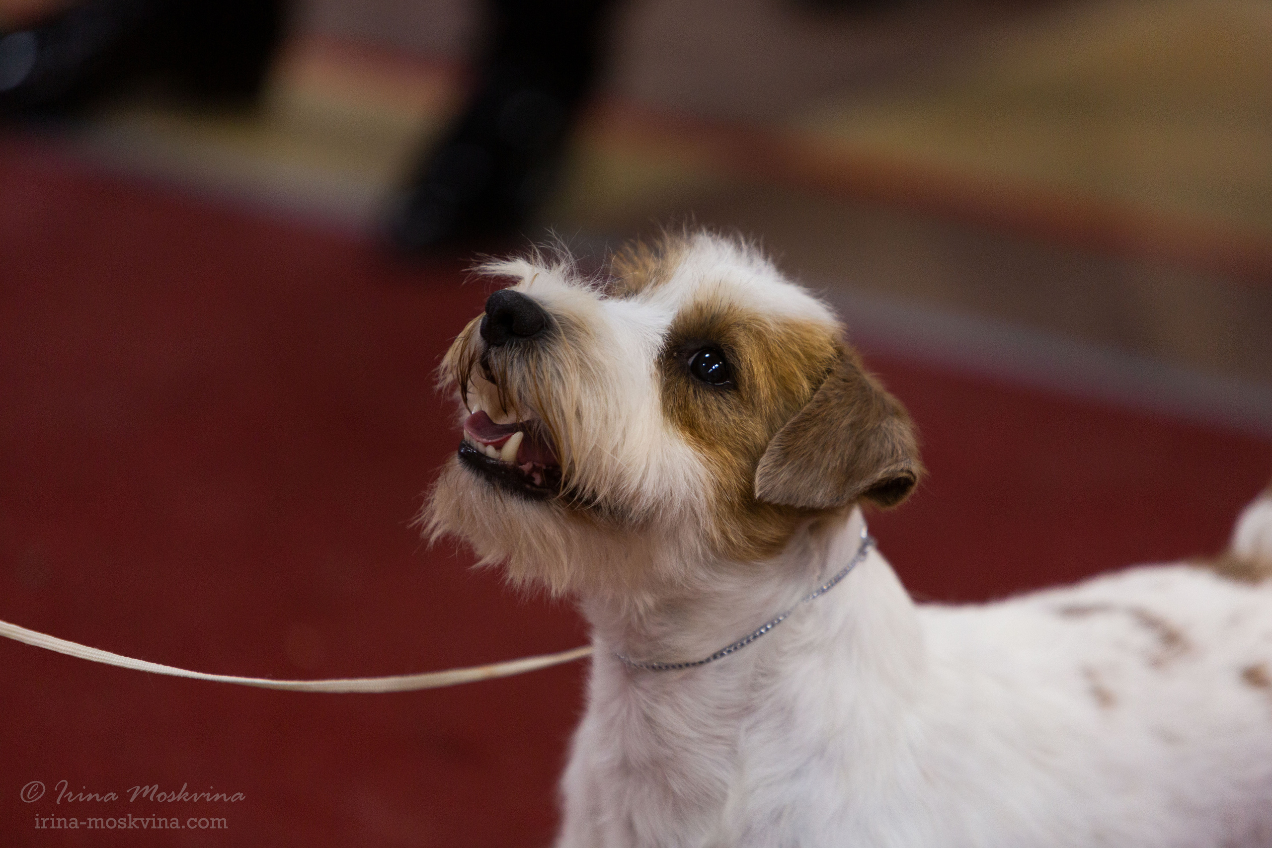 Белгород | САС | 14.11.21. Ирина Москвина | фотограф | Москва