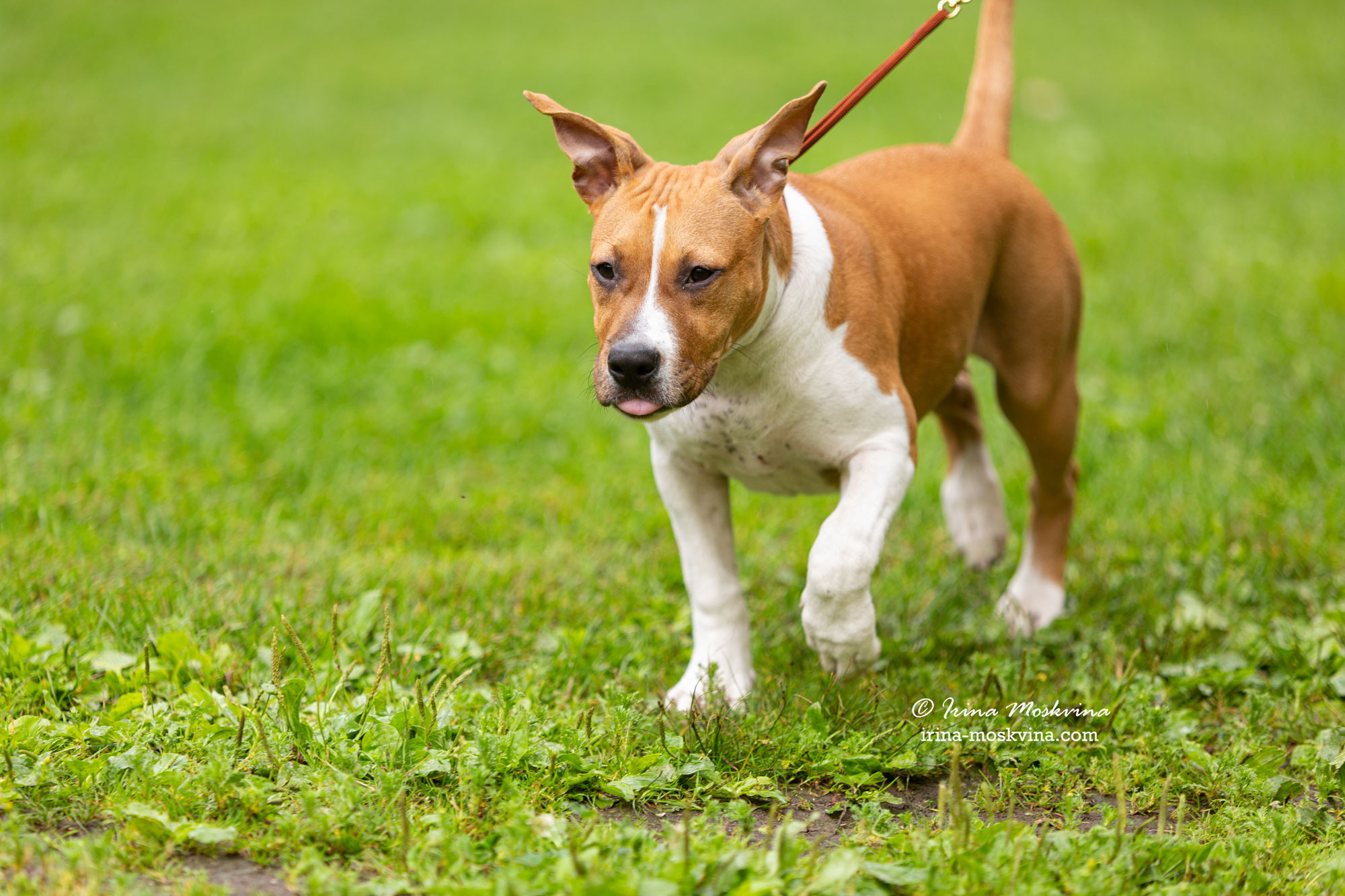 Москва, Сокольники | САС | 15.07.23. Ирина Москвина | фотограф | Москва