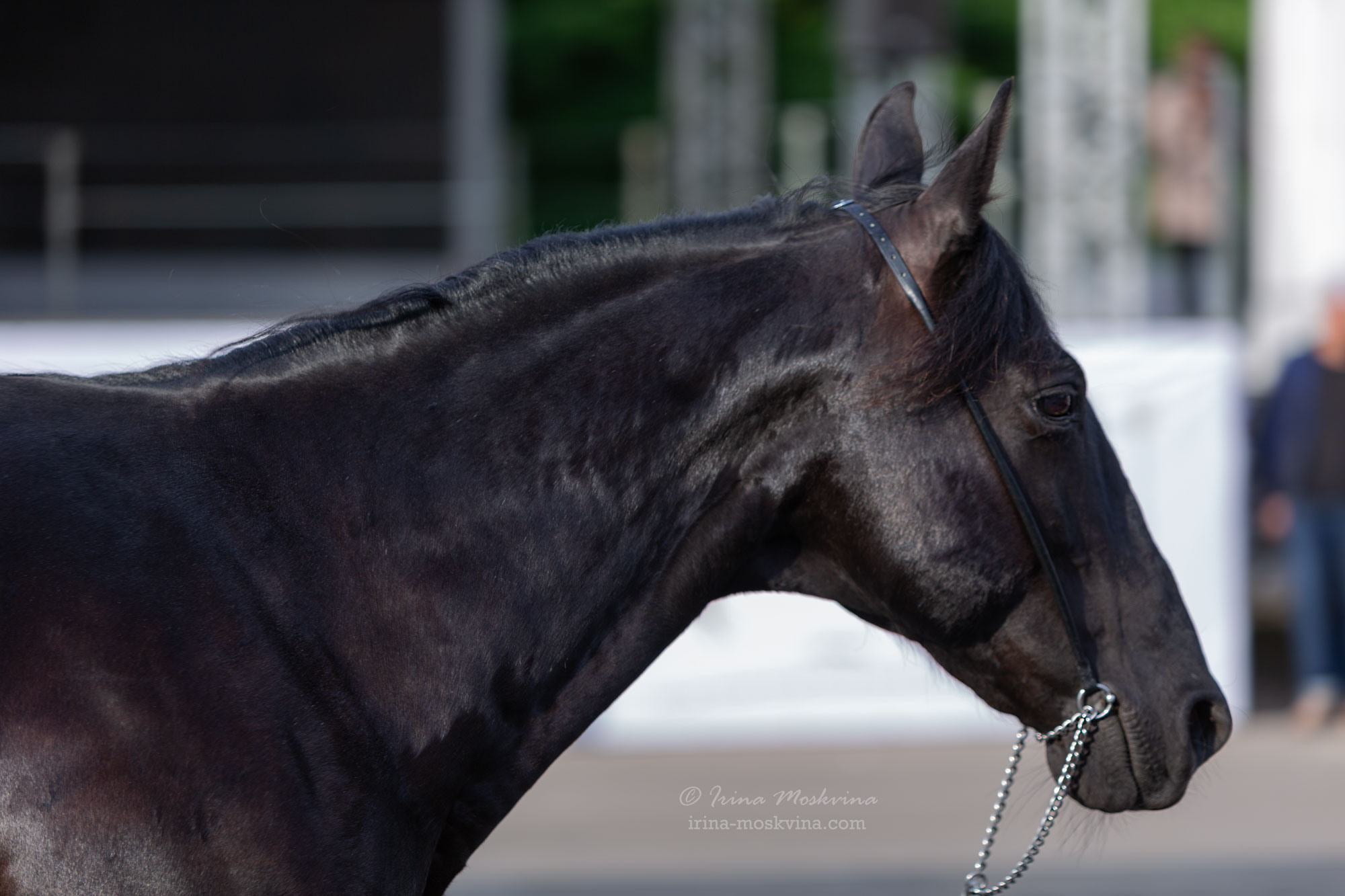 Карачаевская порода