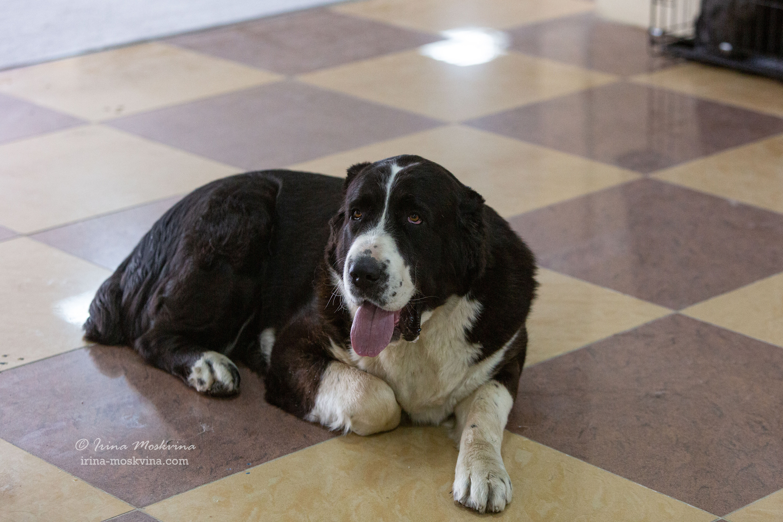 Белгород | САС | 02.04.22. Ирина Москвина | фотограф | Москва