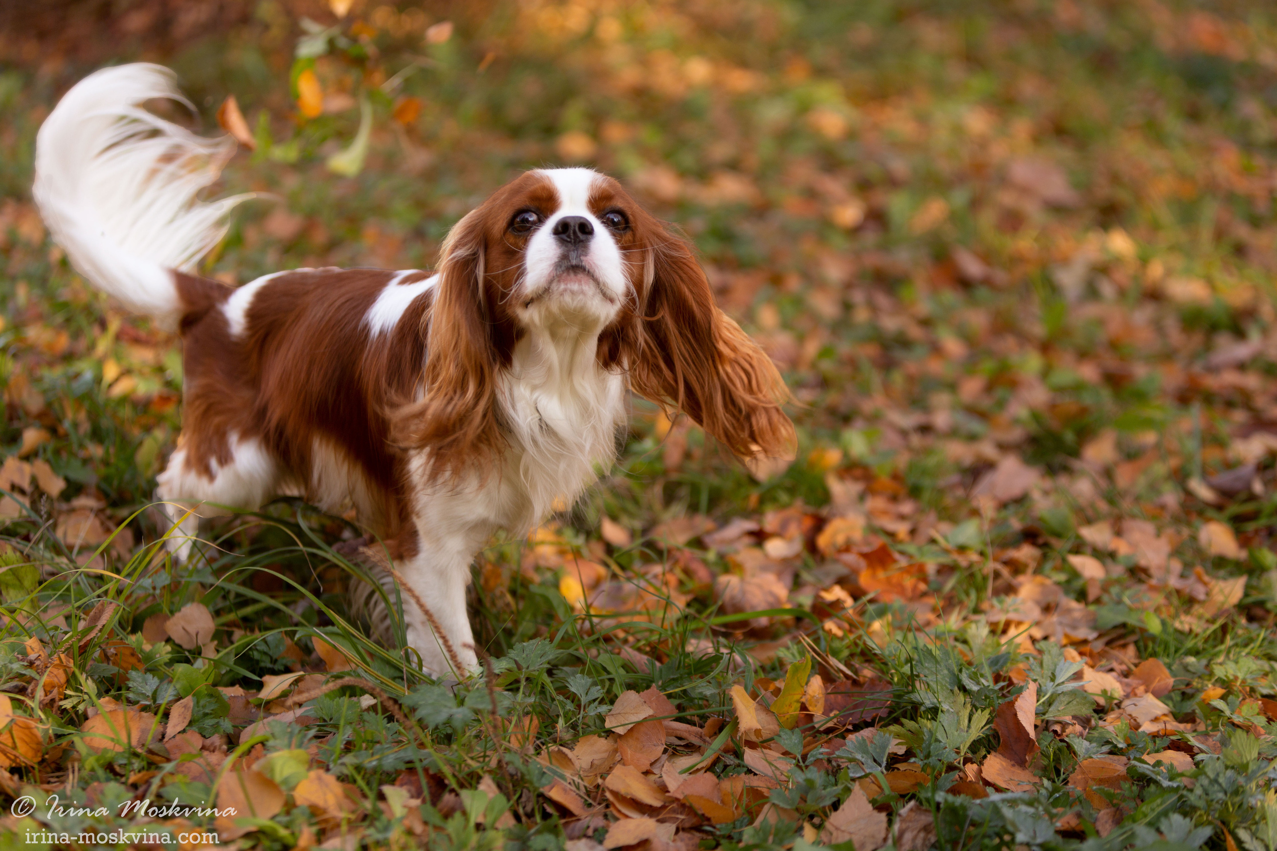 Прогулка с кавалером Да Винчи | Белгород | октябрь 2021. Ирина Москвина | фотограф | Москва