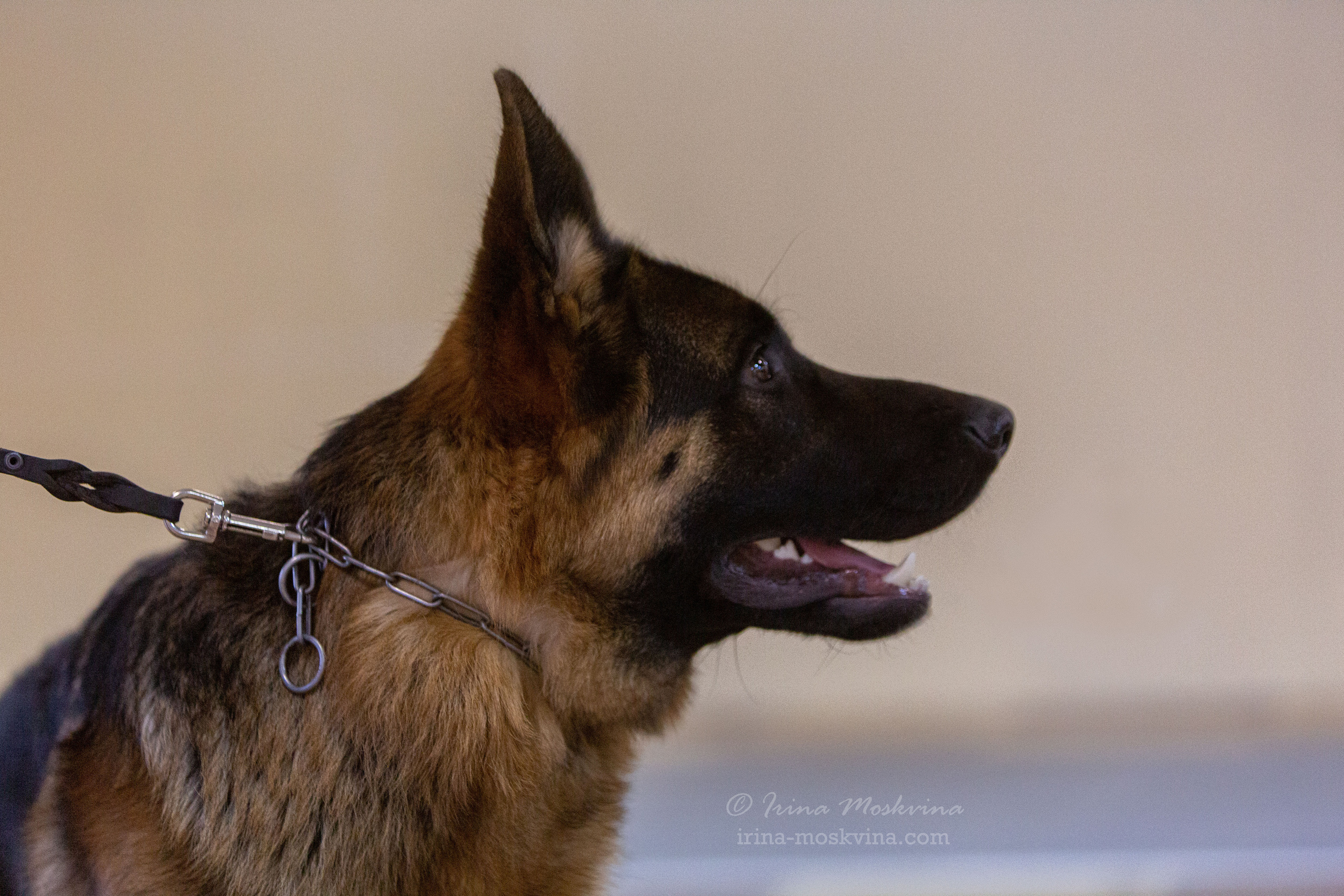 Белгород | САС | 25.12.21. Ирина Москвина | фотограф | Москва