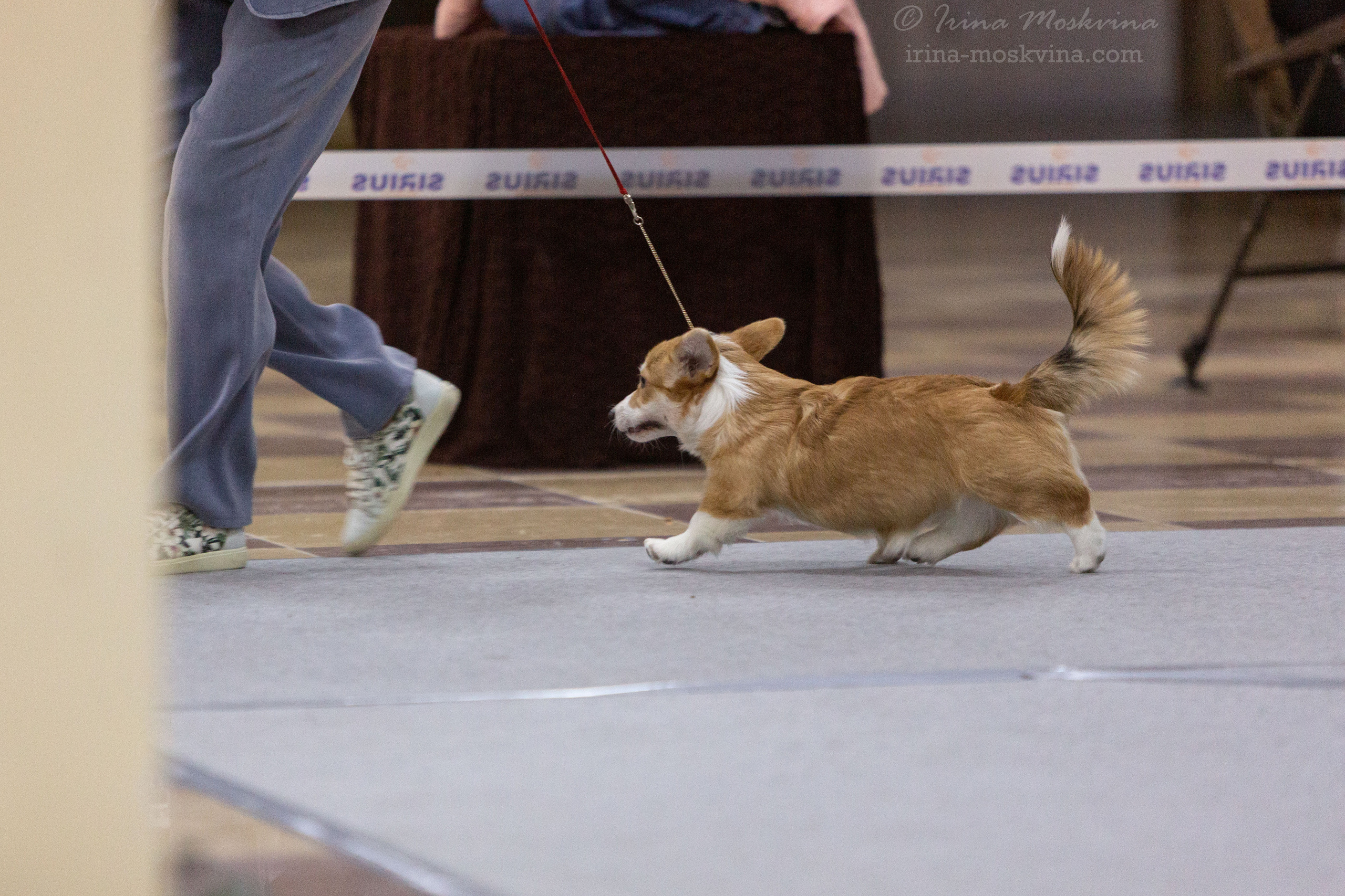 Белгород | САС | 25.12.21. Ирина Москвина | фотограф | Москва
