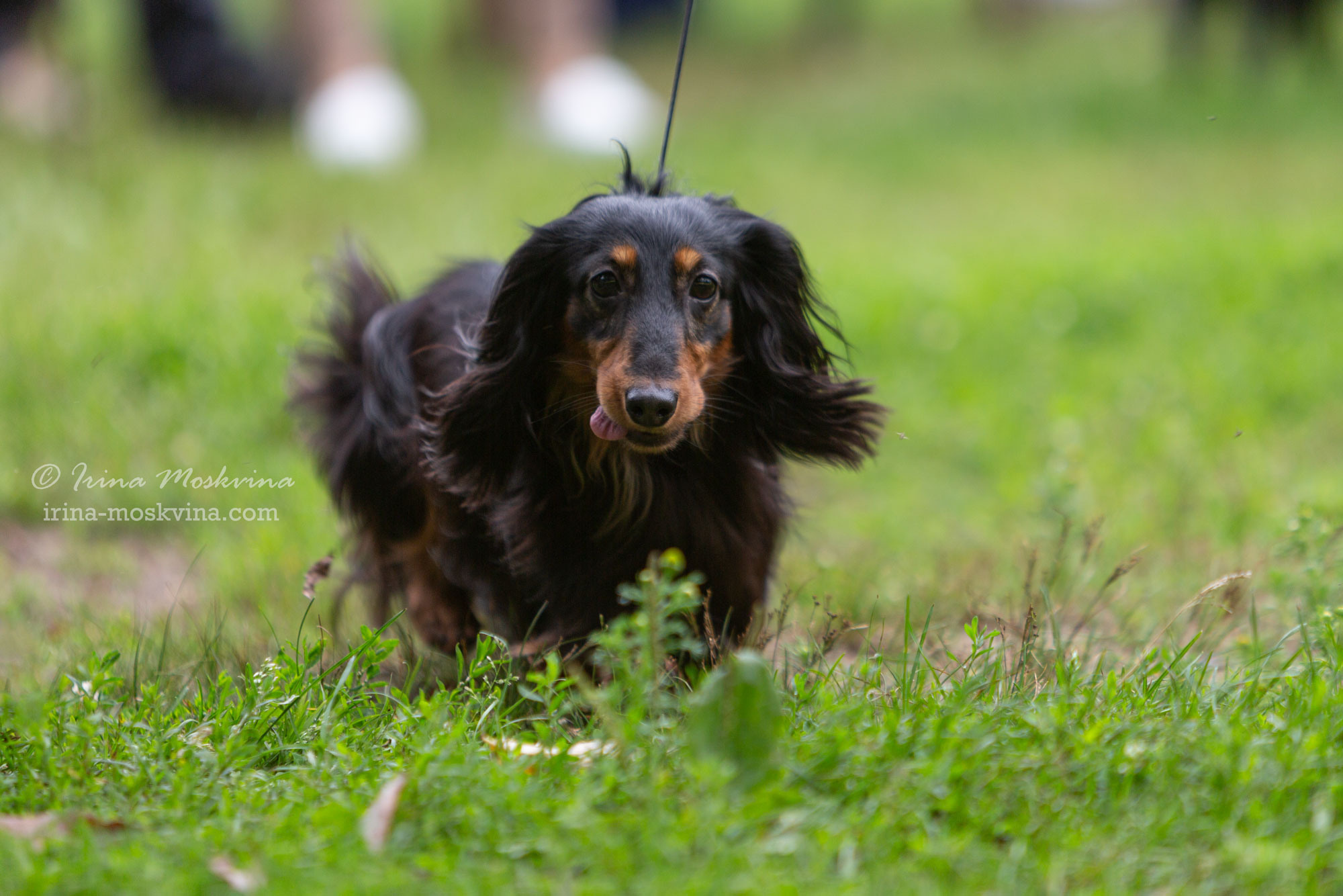 Москва, Сокольники | САС | 23.07.23. Ирина Москвина | фотограф | Москва