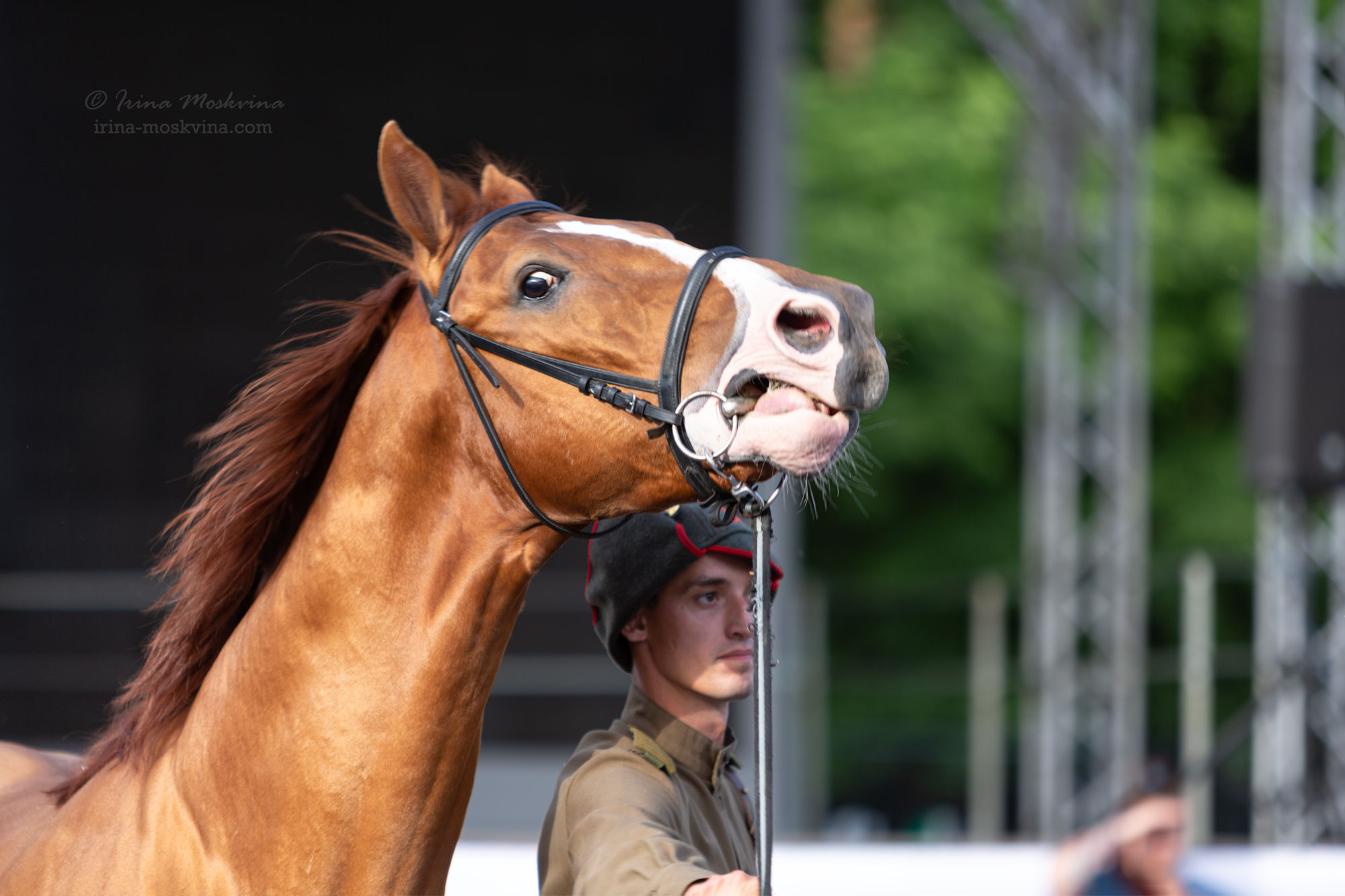 Будённовская порода