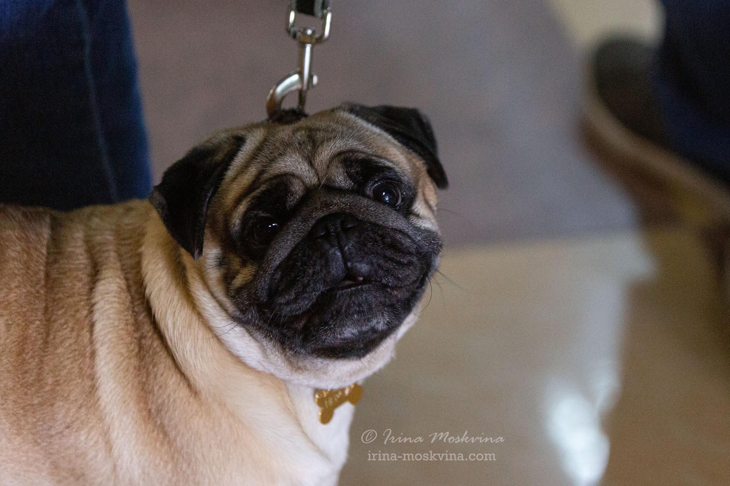 Белгород | САС | 19.03.22. Ирина Москвина | фотограф | Москва