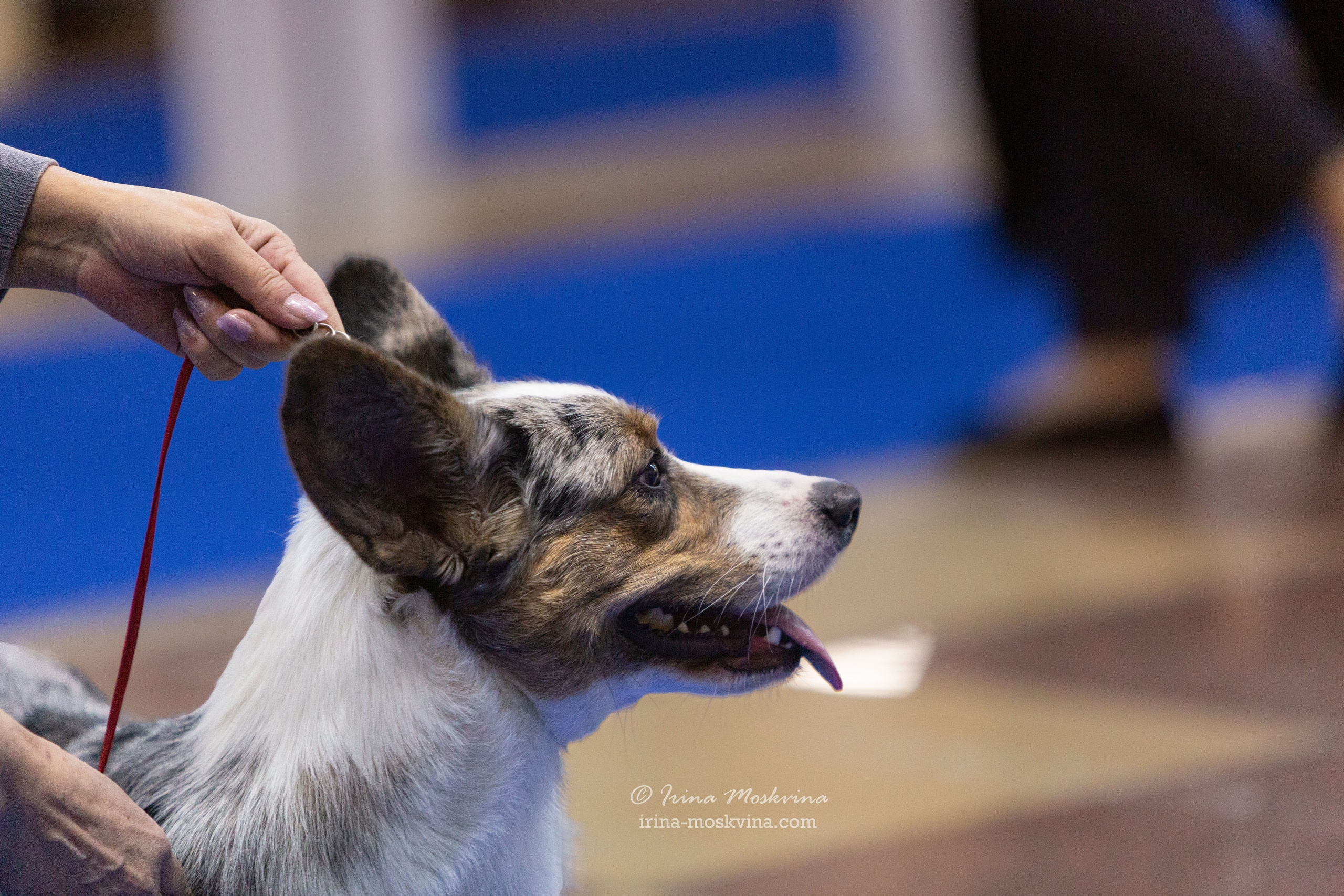 Белгород | САС | 29.01.22. Ирина Москвина | фотограф | Москва