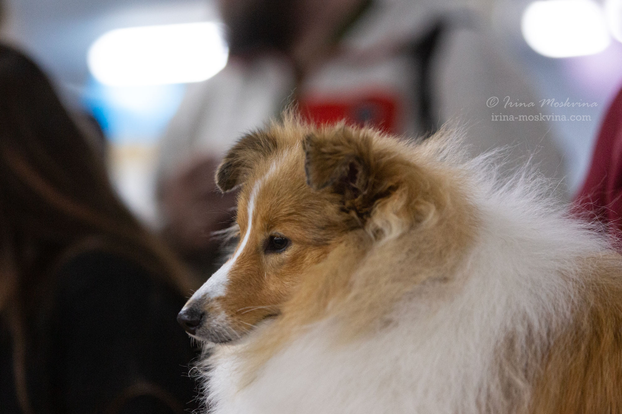 Москва, ВЦ «Сфера» | САС | 29.07.23. Ирина Москвина | фотограф | Москва