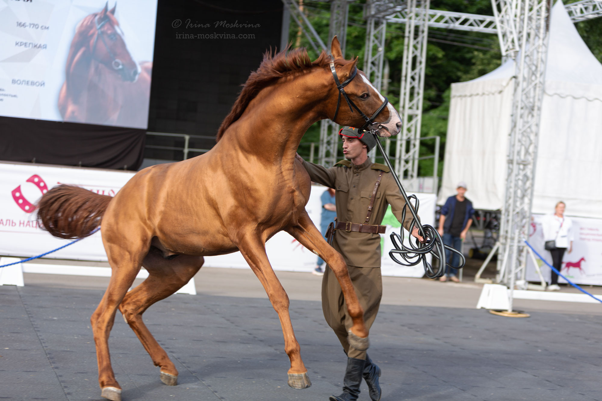Будённовская порода