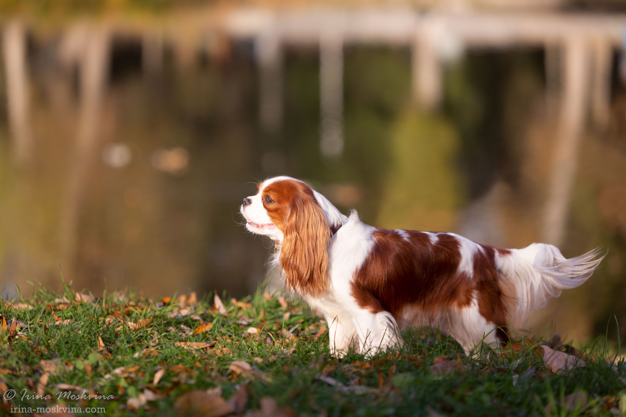 Прогулка с кавалером Да Винчи | Белгород | октябрь 2021. Ирина Москвина | фотограф | Москва