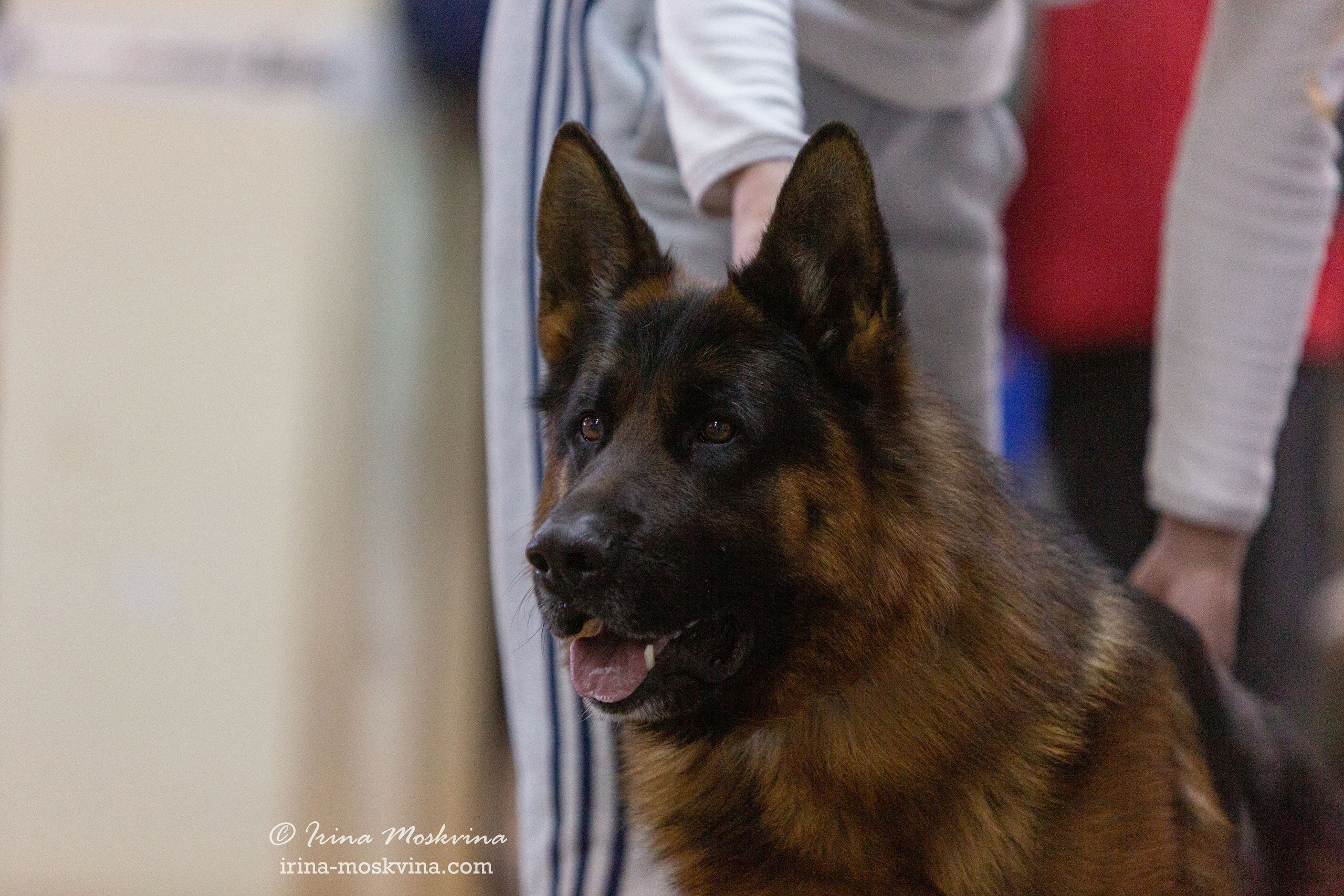 Белгород | САС | 19.03.22. Ирина Москвина | фотограф | Москва