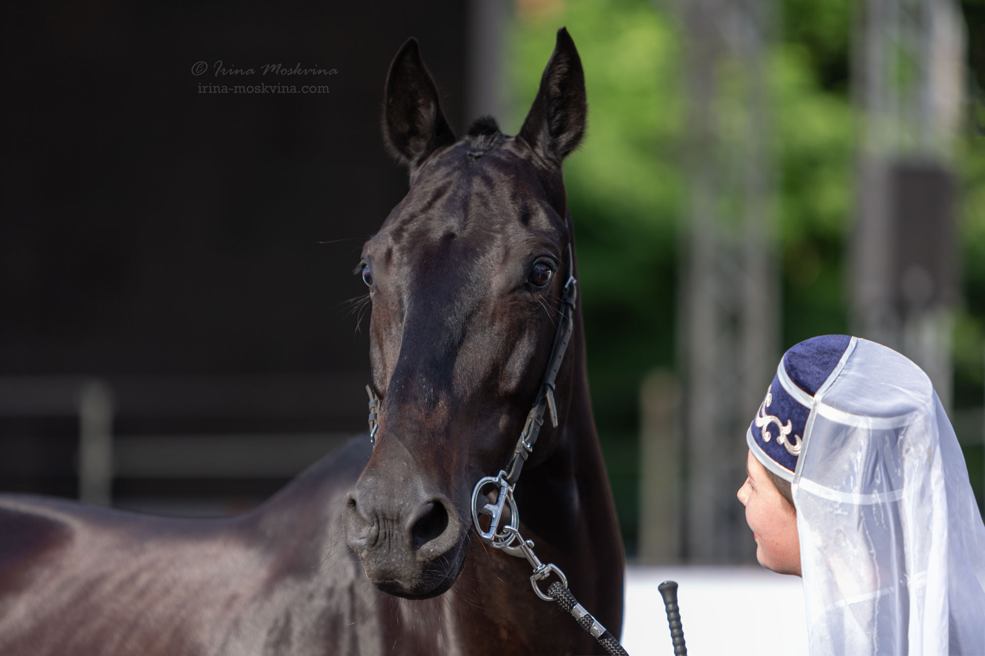 Кабардинская порода