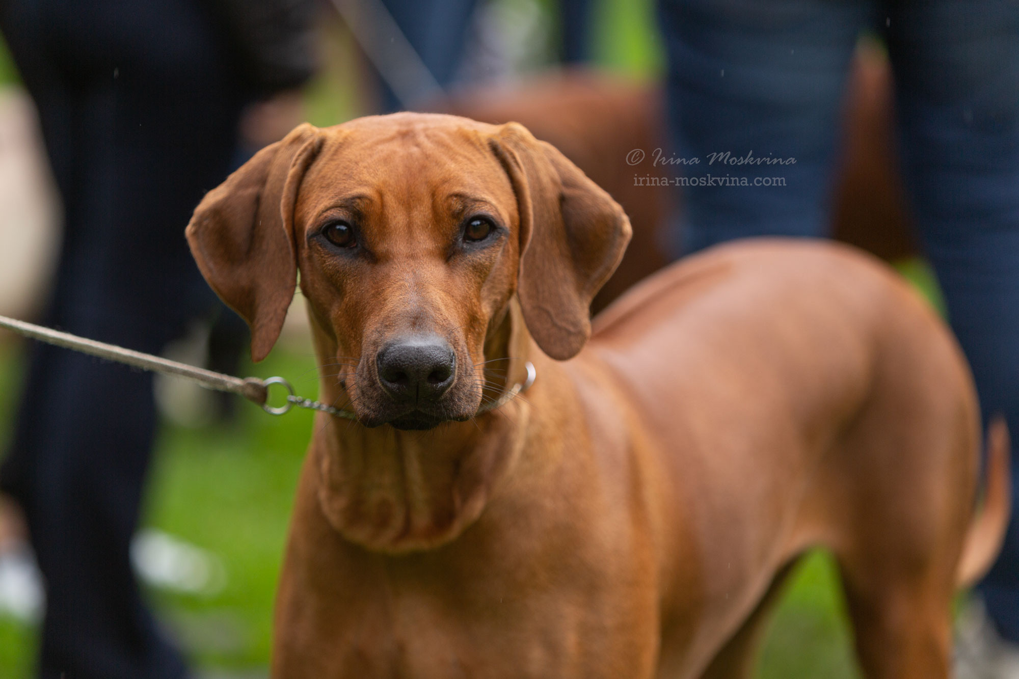 Москва, Сокольники | САС | 15.07.23. Ирина Москвина | фотограф | Москва