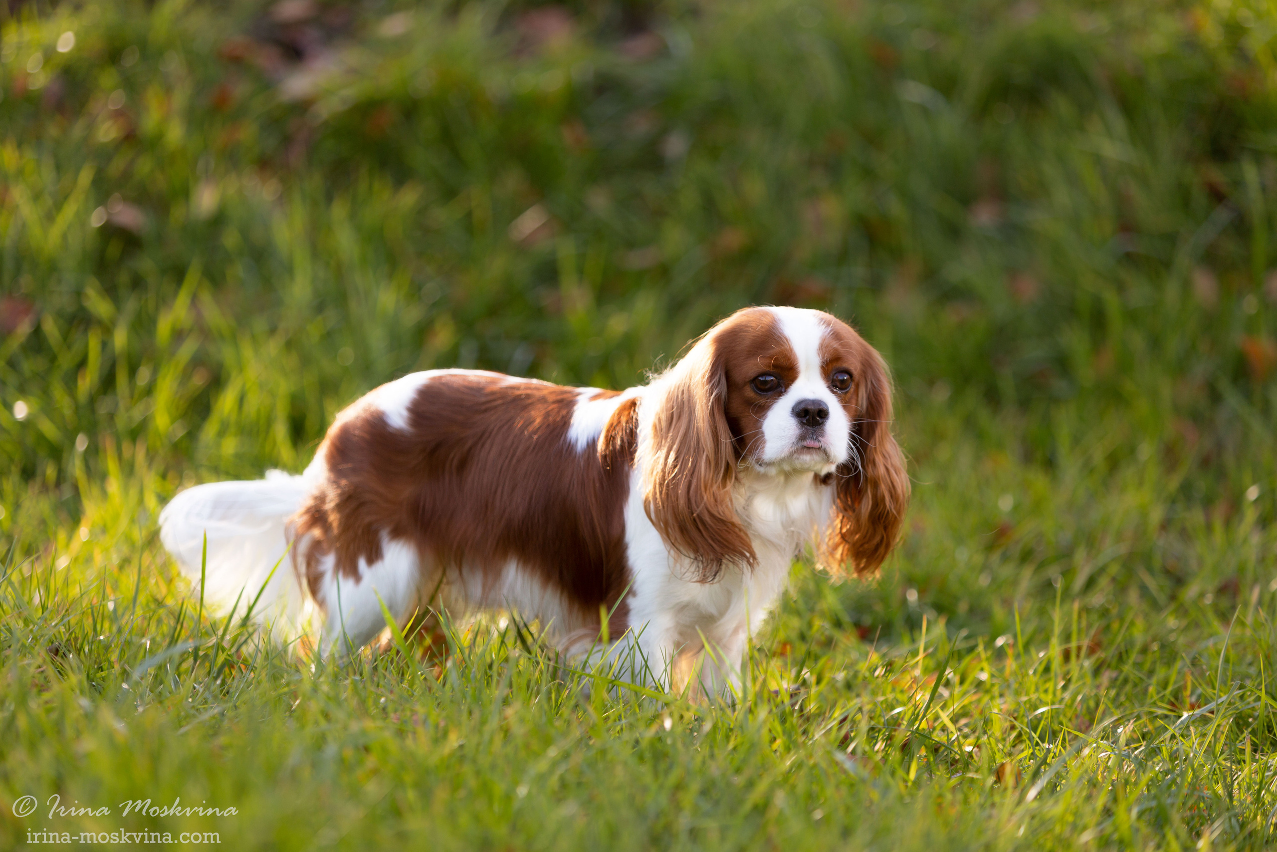Прогулка с кавалером Да Винчи | Белгород | октябрь 2021. Ирина Москвина | фотограф | Москва