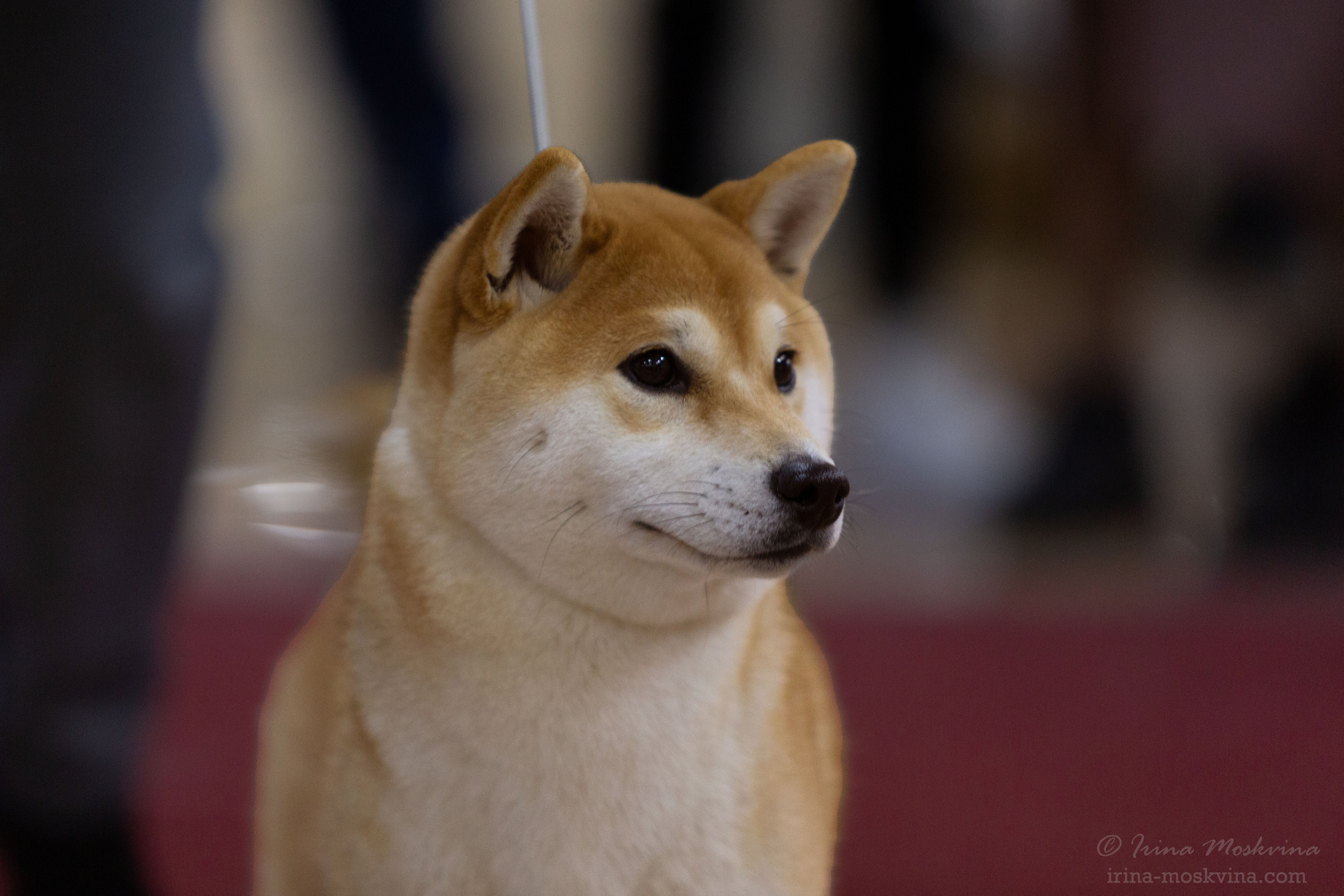 Белгород | САС | 14.11.21. Ирина Москвина | фотограф | Москва