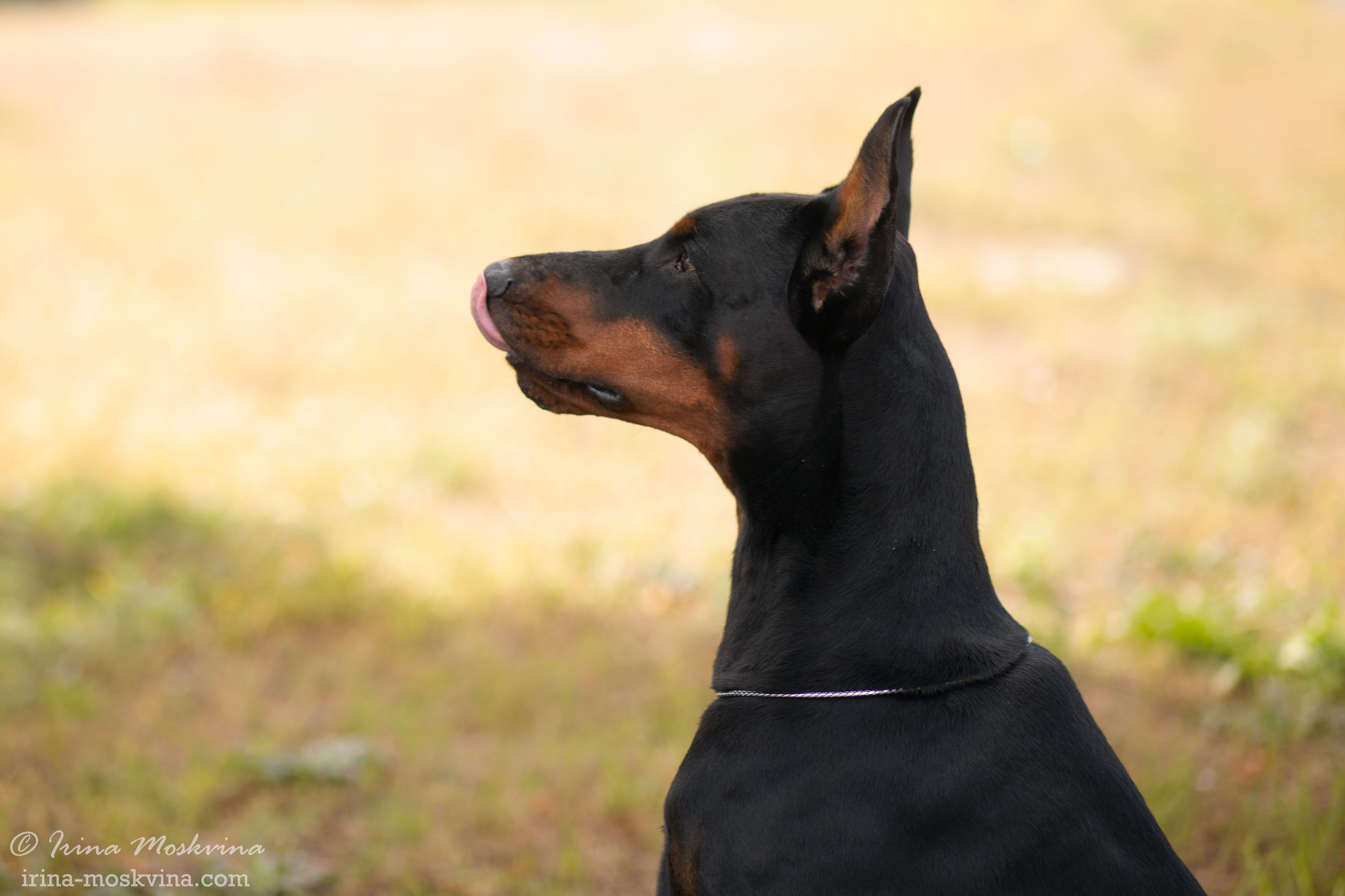 Губкин | САС | 04.09.21. Ирина Москвина | фотограф | Москва