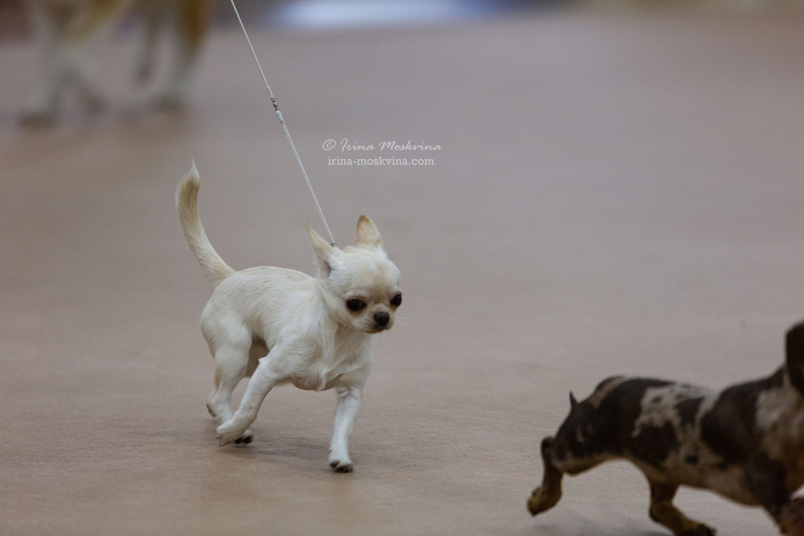 Белгород | САС | 02.04.22. Ирина Москвина | фотограф | Москва