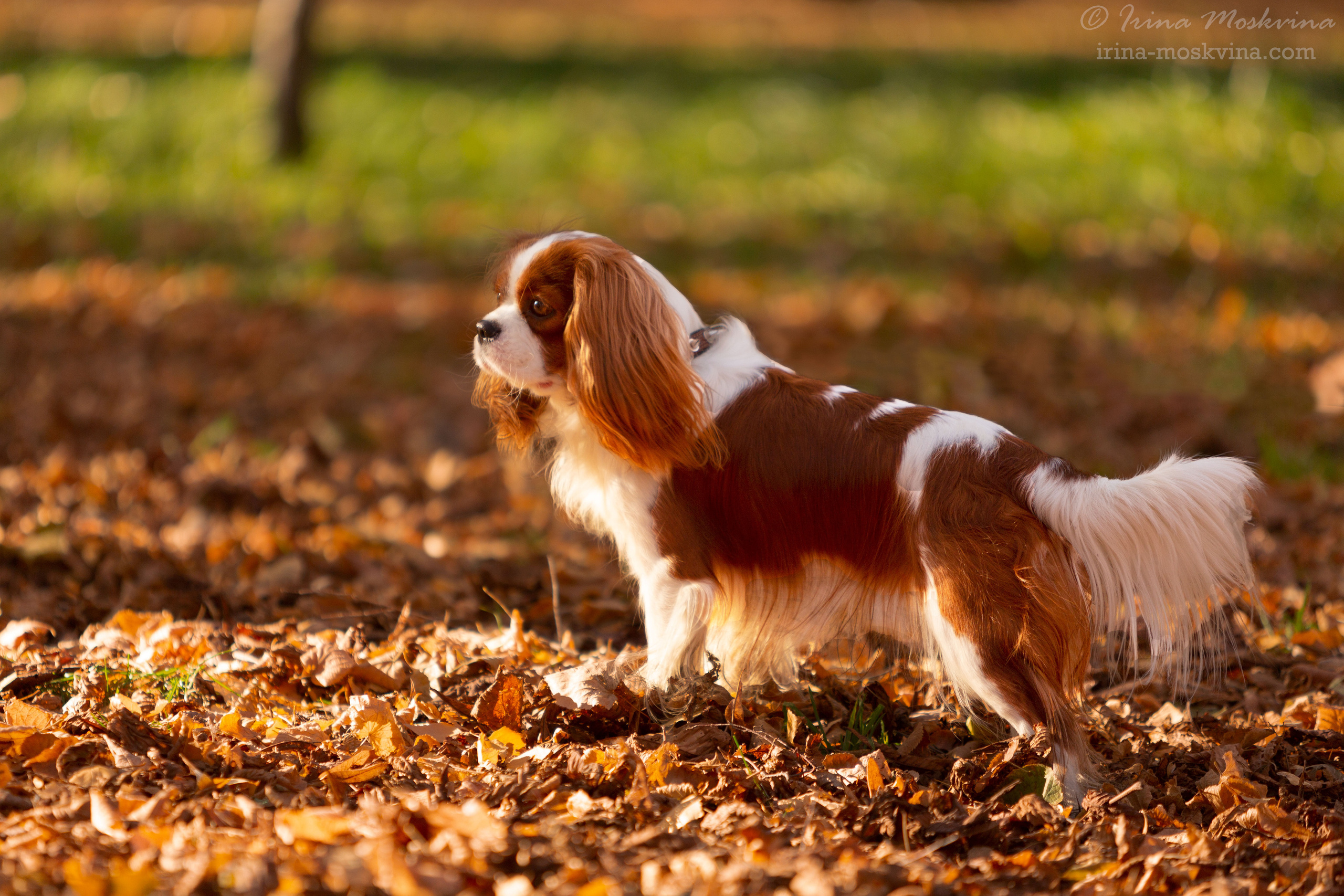 Прогулка с кавалером Да Винчи | Белгород | октябрь 2021. Ирина Москвина | фотограф | Москва