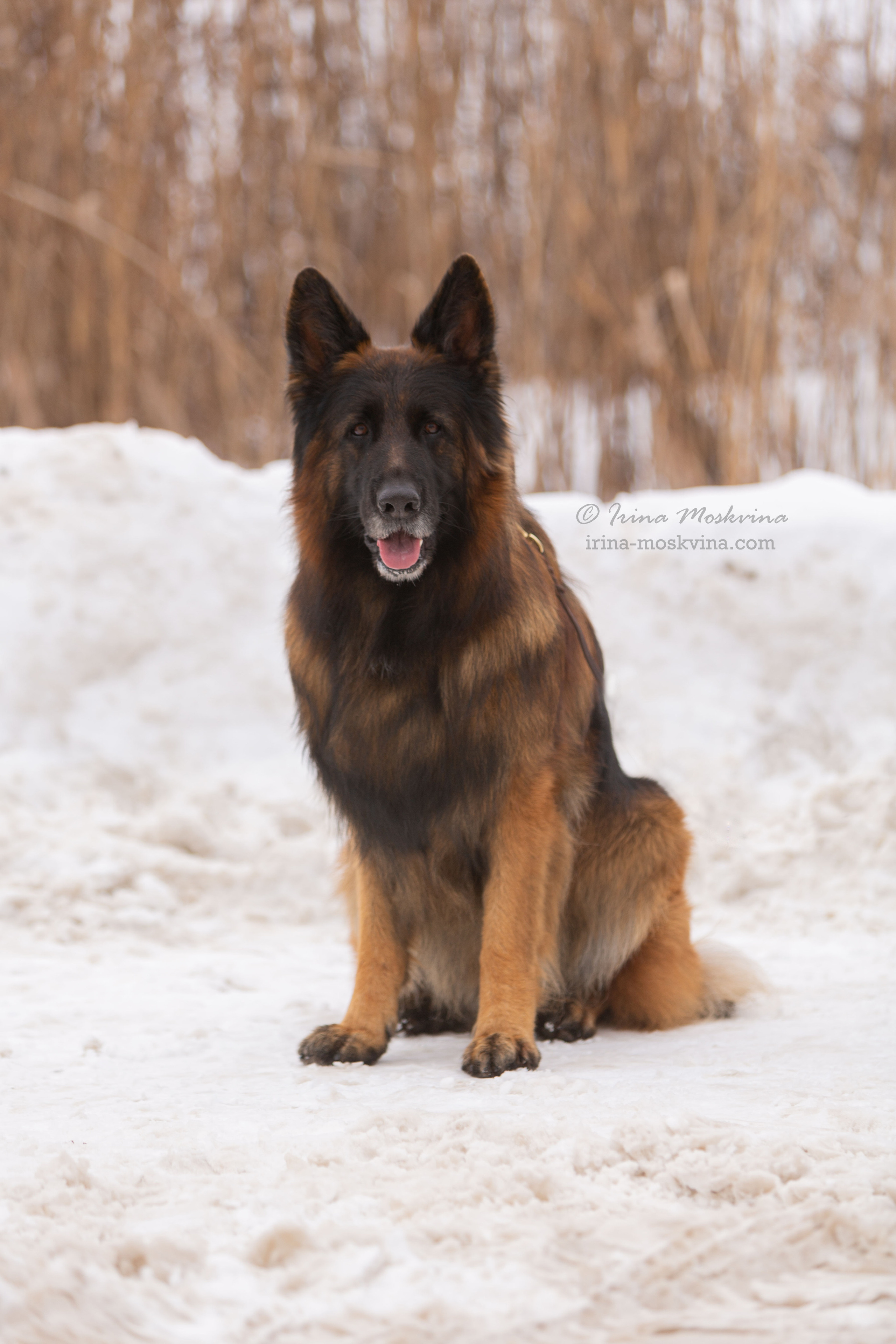 Белгород | САС | 29.01.22. Ирина Москвина | фотограф | Москва