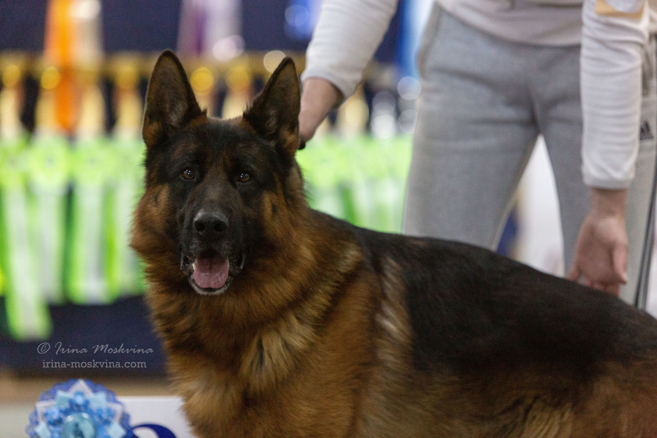 Белгород | САС | 19.03.22. Ирина Москвина | фотограф | Москва