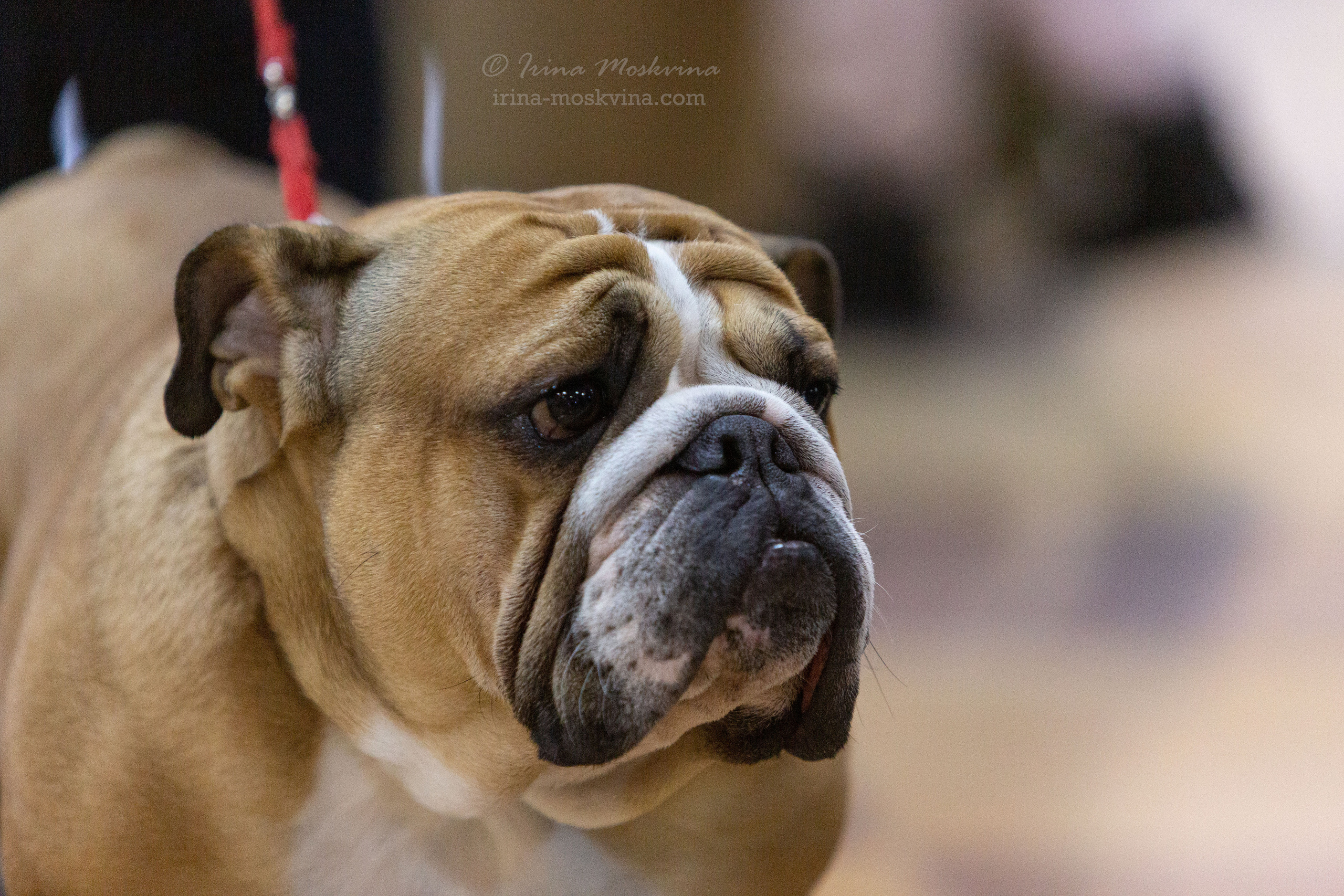 Белгород | САС | 19.03.22. Ирина Москвина | фотограф | Москва