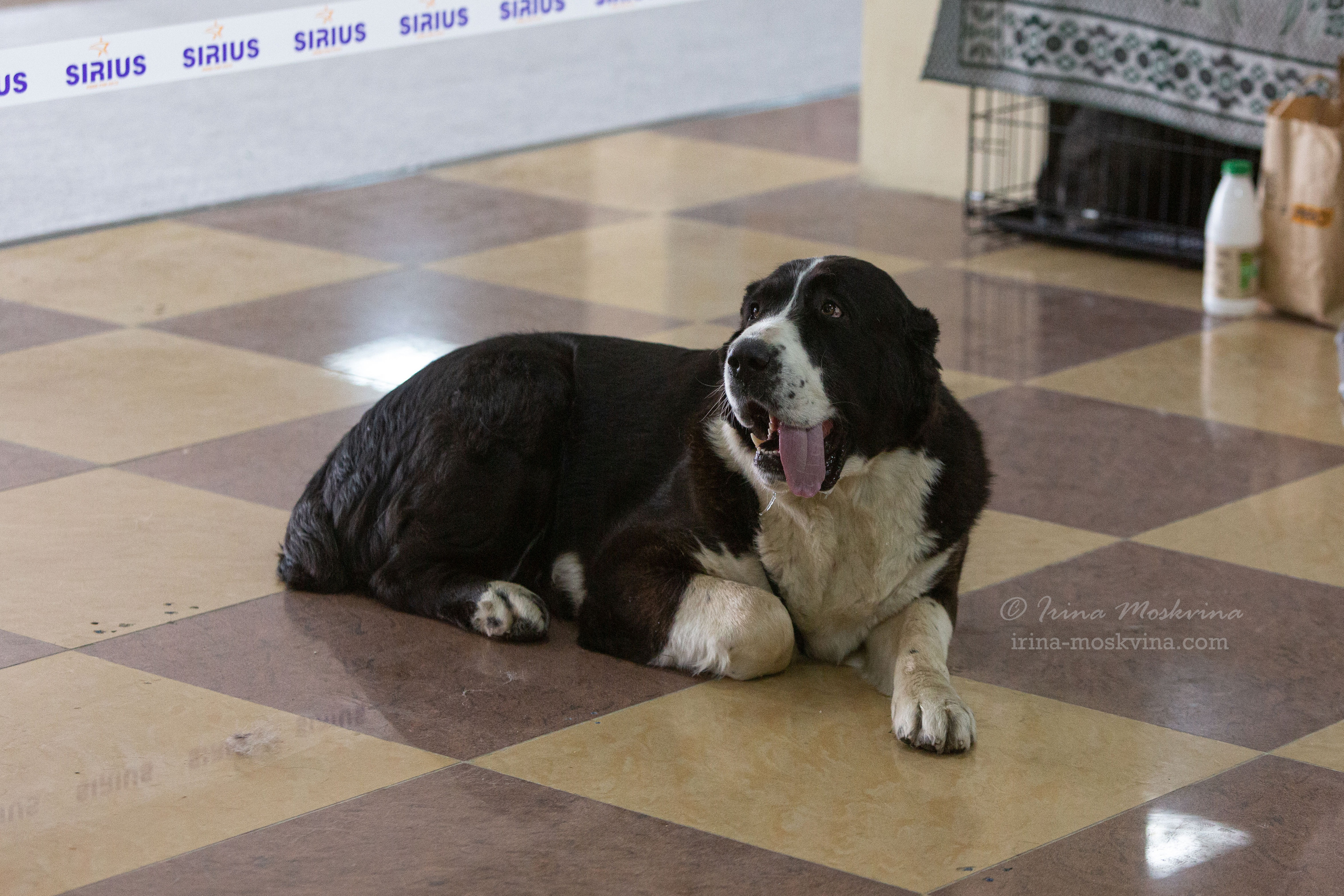Белгород | САС | 02.04.22. Ирина Москвина | фотограф | Москва
