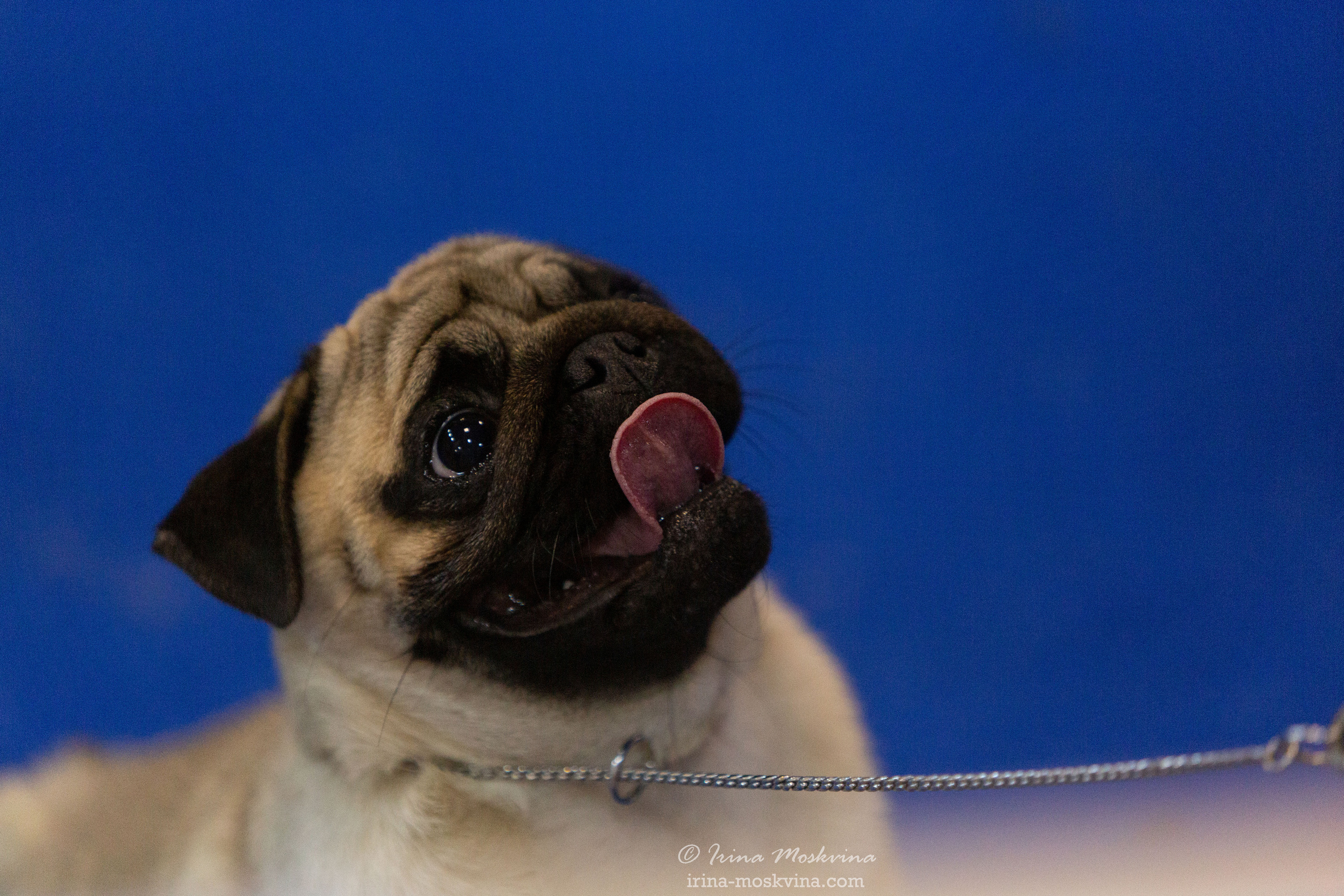 Белгород | САС | 29.01.22. Ирина Москвина | фотограф | Москва