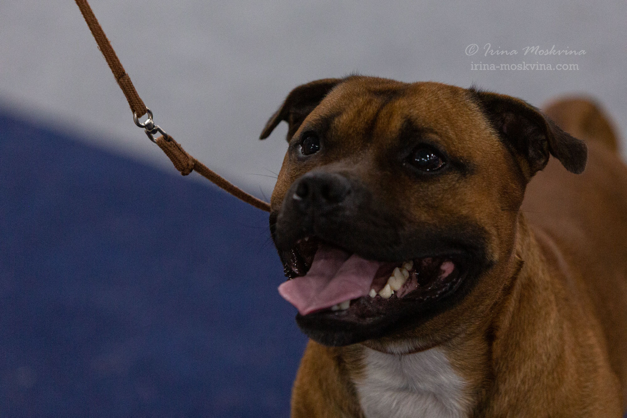 Москва, ВЦ «Сфера» | САС | 29.07.23. Ирина Москвина | фотограф | Москва