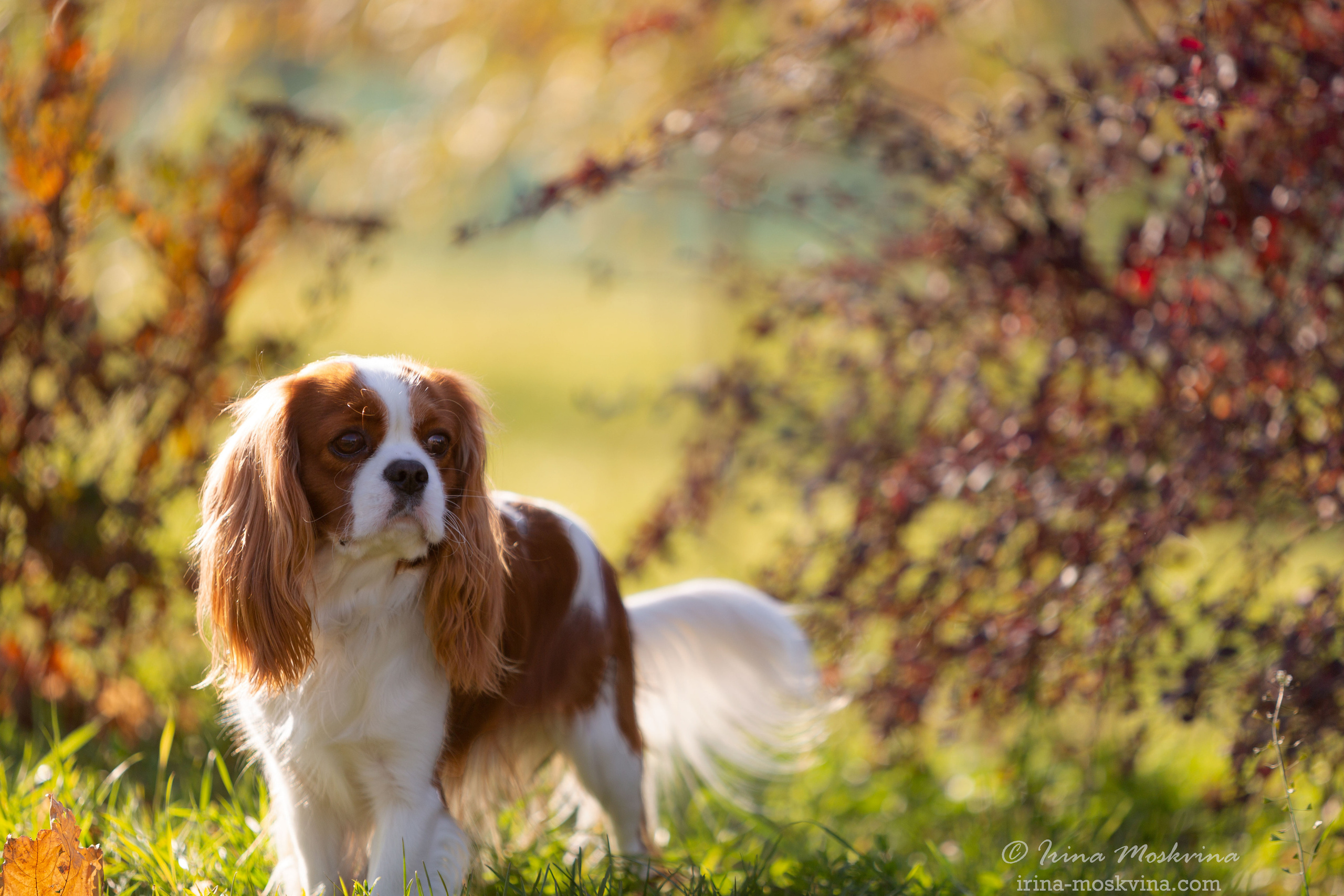 Прогулка с кавалером Да Винчи | Белгород | октябрь 2021. Ирина Москвина | фотограф | Москва