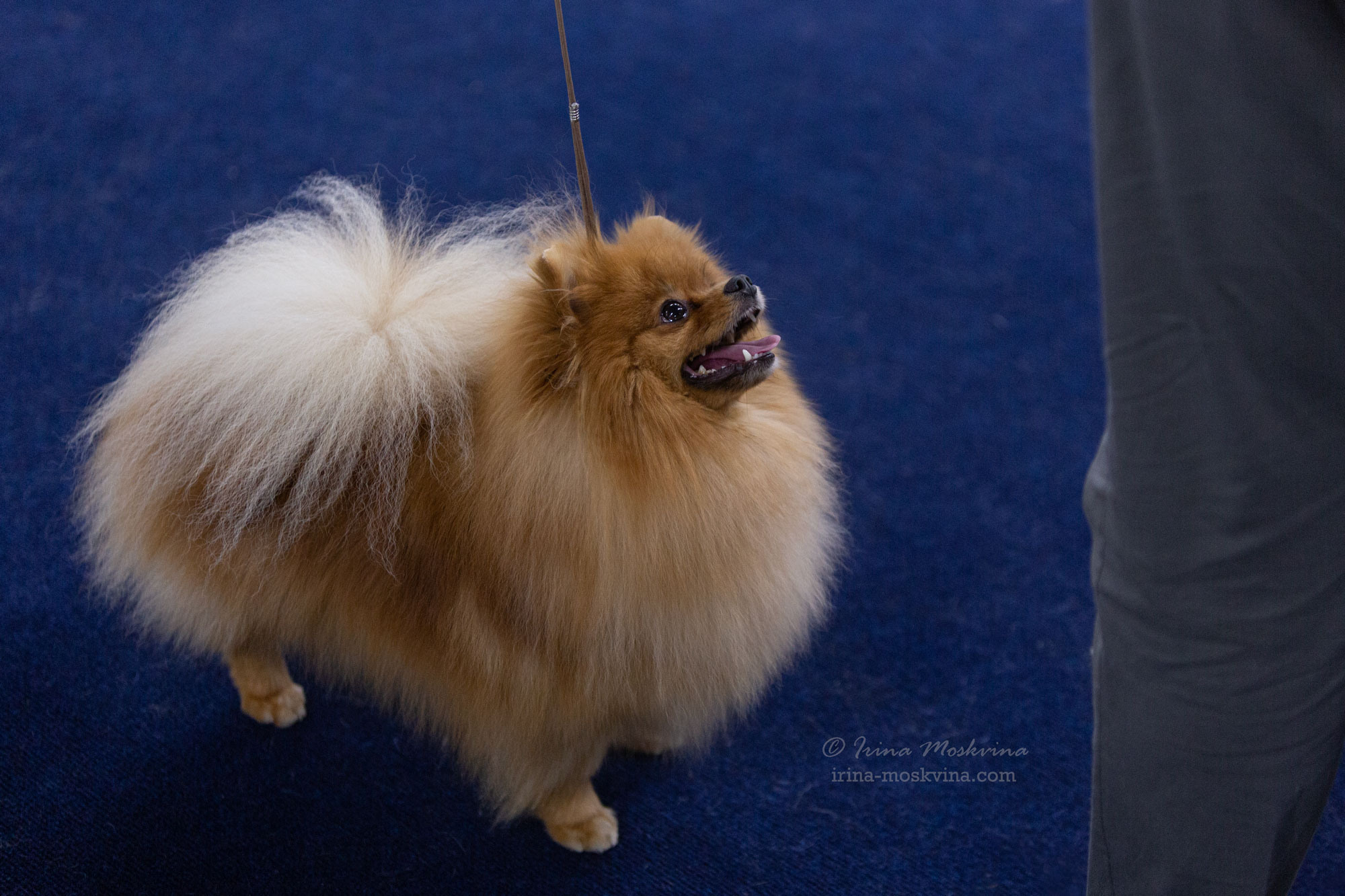 Москва, ВЦ «Сфера» | САС | 01.07.23. Ирина Москвина | фотограф | Москва