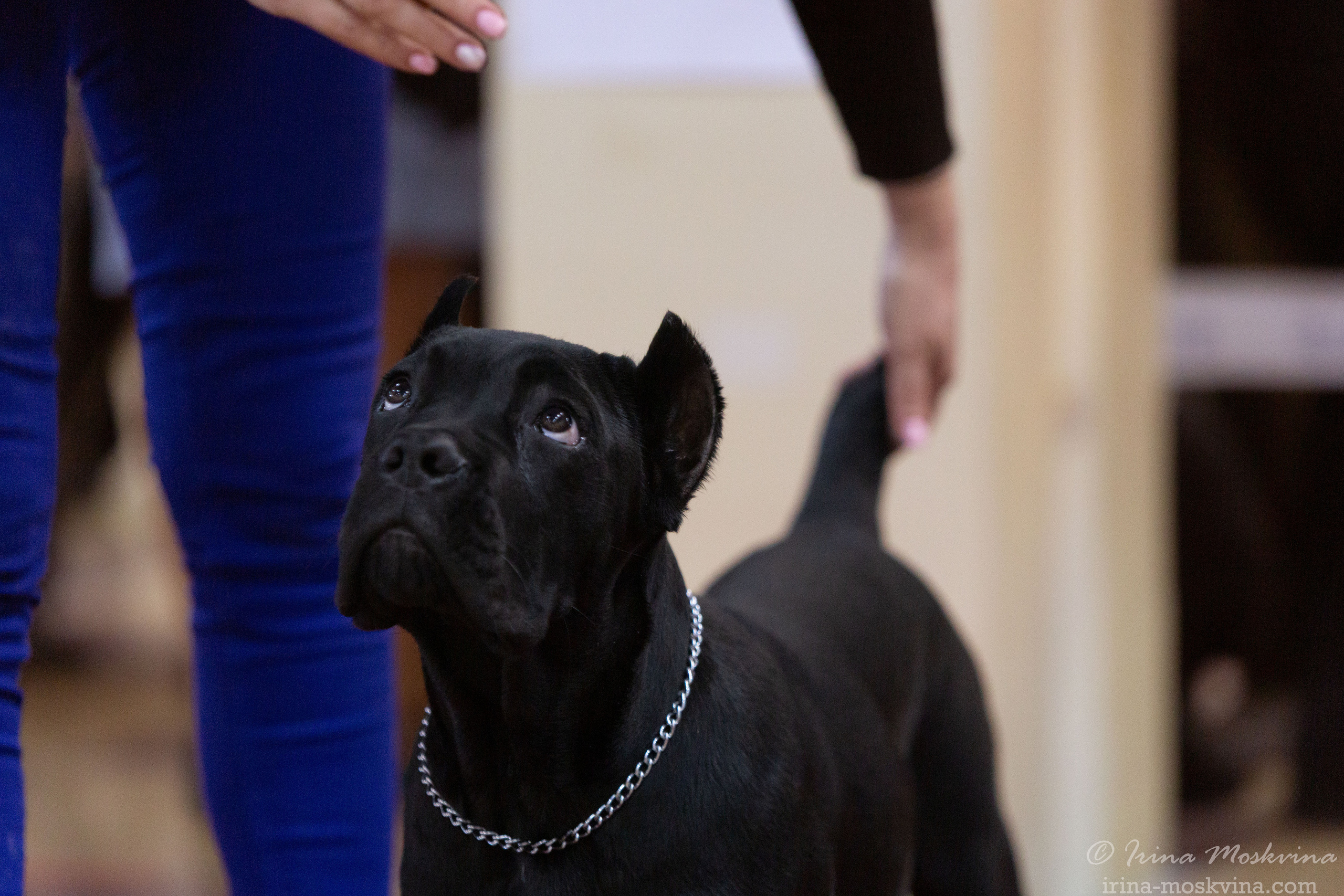 Белгород | САС | 14.11.21. Ирина Москвина | фотограф | Москва