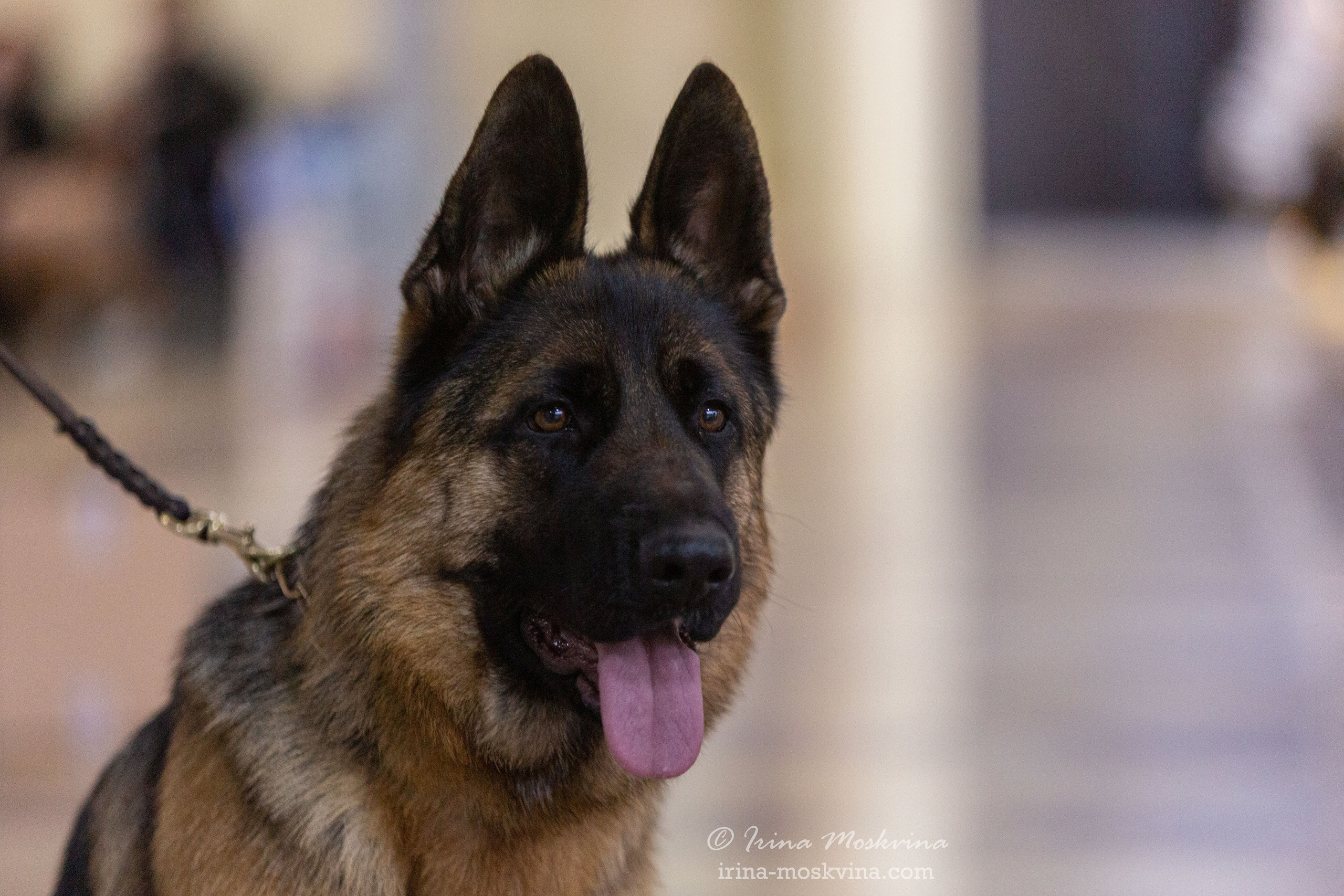 Белгород | САС | 25.12.21. Ирина Москвина | фотограф | Москва