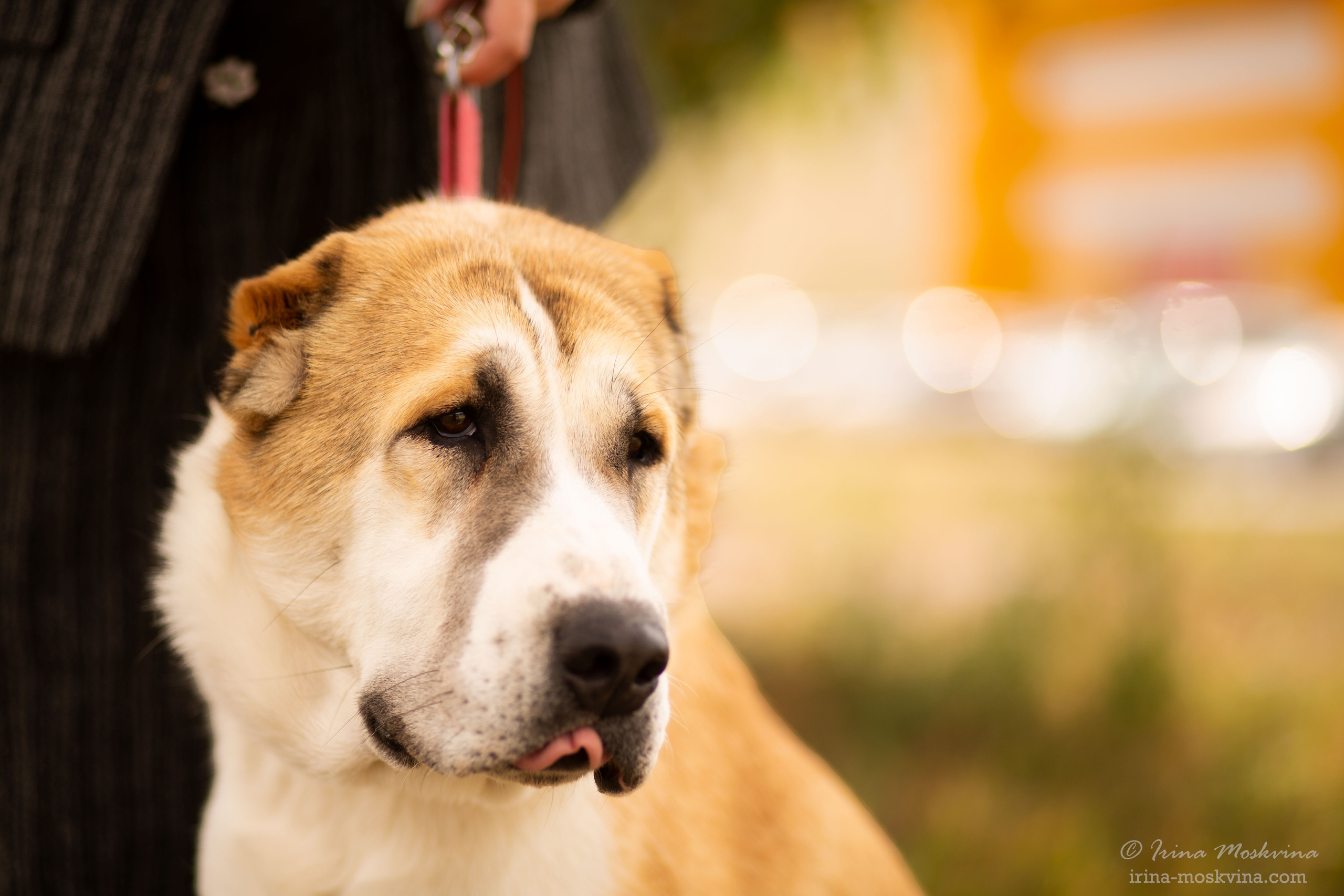 Старый Оскол | САС | 05.09.21. Ирина Москвина | фотограф | Москва