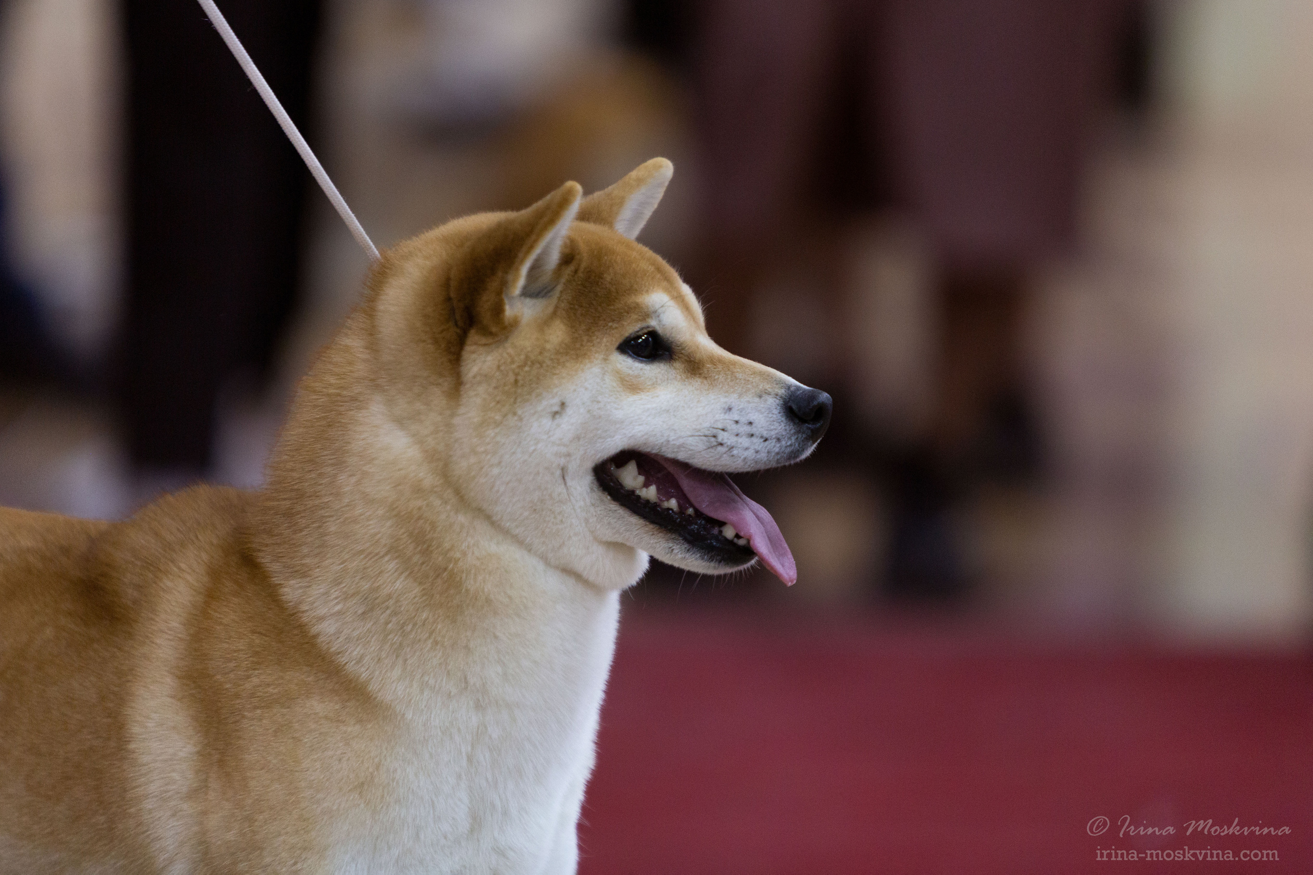 Белгород | САС | 14.11.21. Ирина Москвина | фотограф | Москва