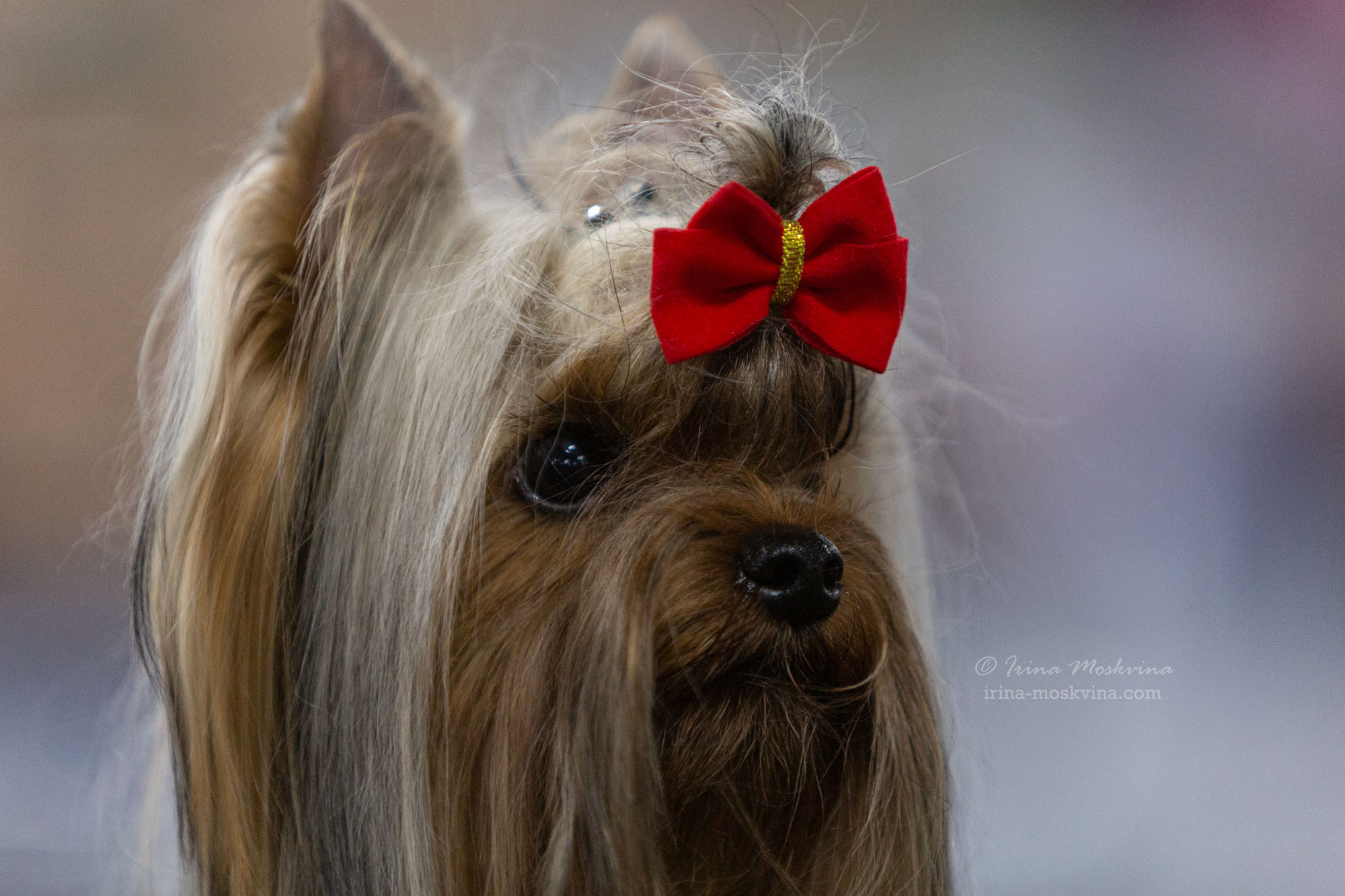 Москва, ВЦ «Сфера» | САС | 29.07.23. Ирина Москвина | фотограф | Москва