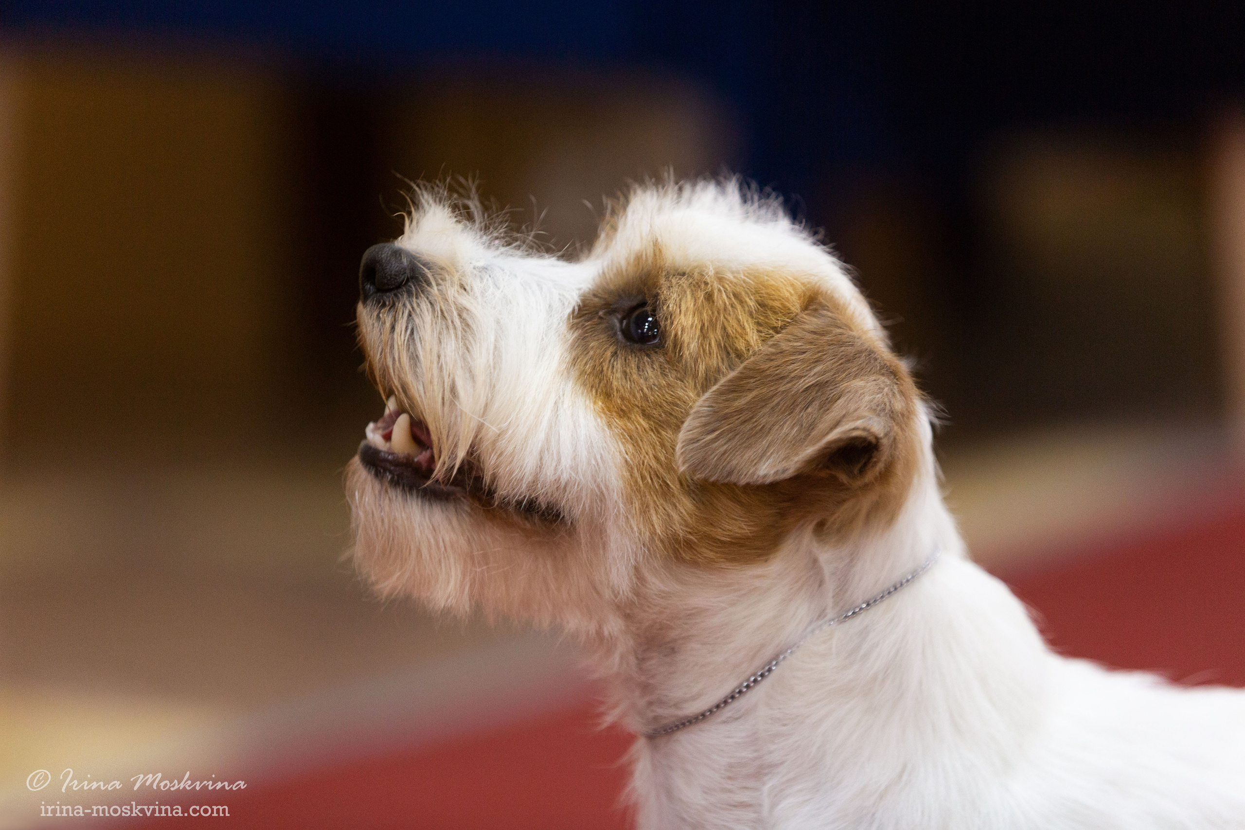 Белгород | САС | 14.11.21. Ирина Москвина | фотограф | Москва