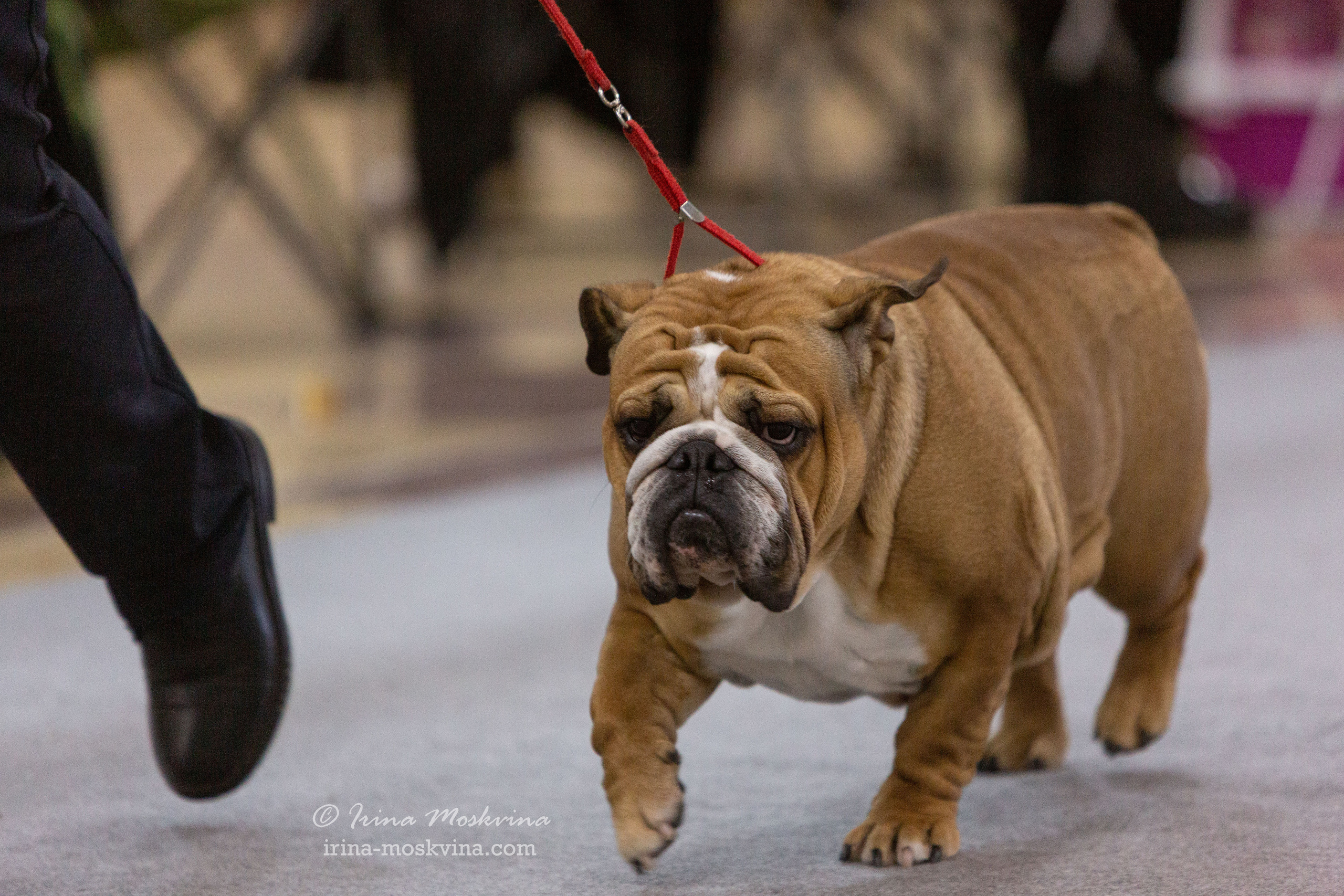 Белгород | САС | 19.03.22. Ирина Москвина | фотограф | Москва