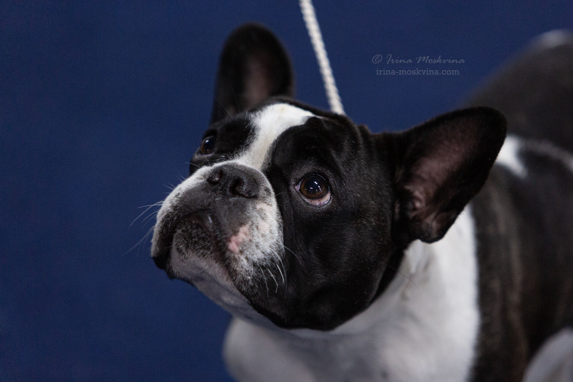 Москва, ВЦ «Сфера» | САС | 02.07.23. Ирина Москвина | фотограф | Москва