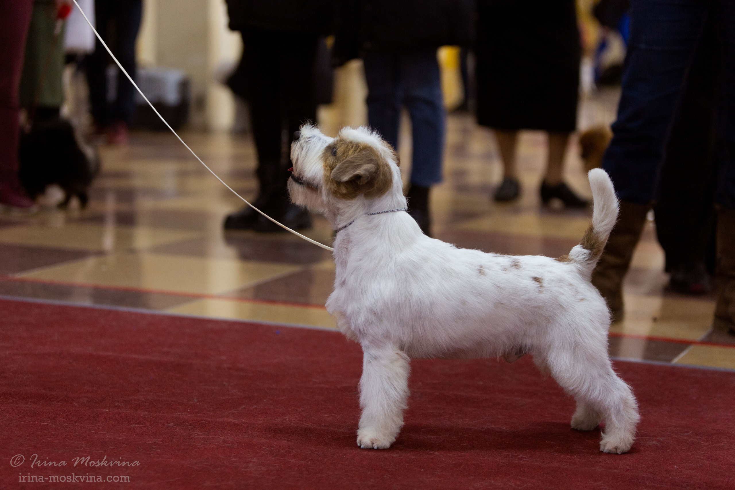 Белгород | САС | 14.11.21. Ирина Москвина | фотограф | Москва