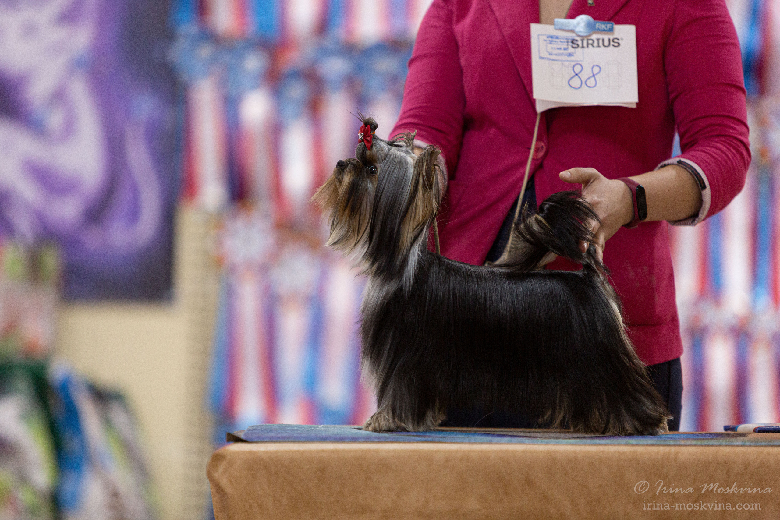 Белгород | САС | 14.11.21. Ирина Москвина | фотограф | Москва