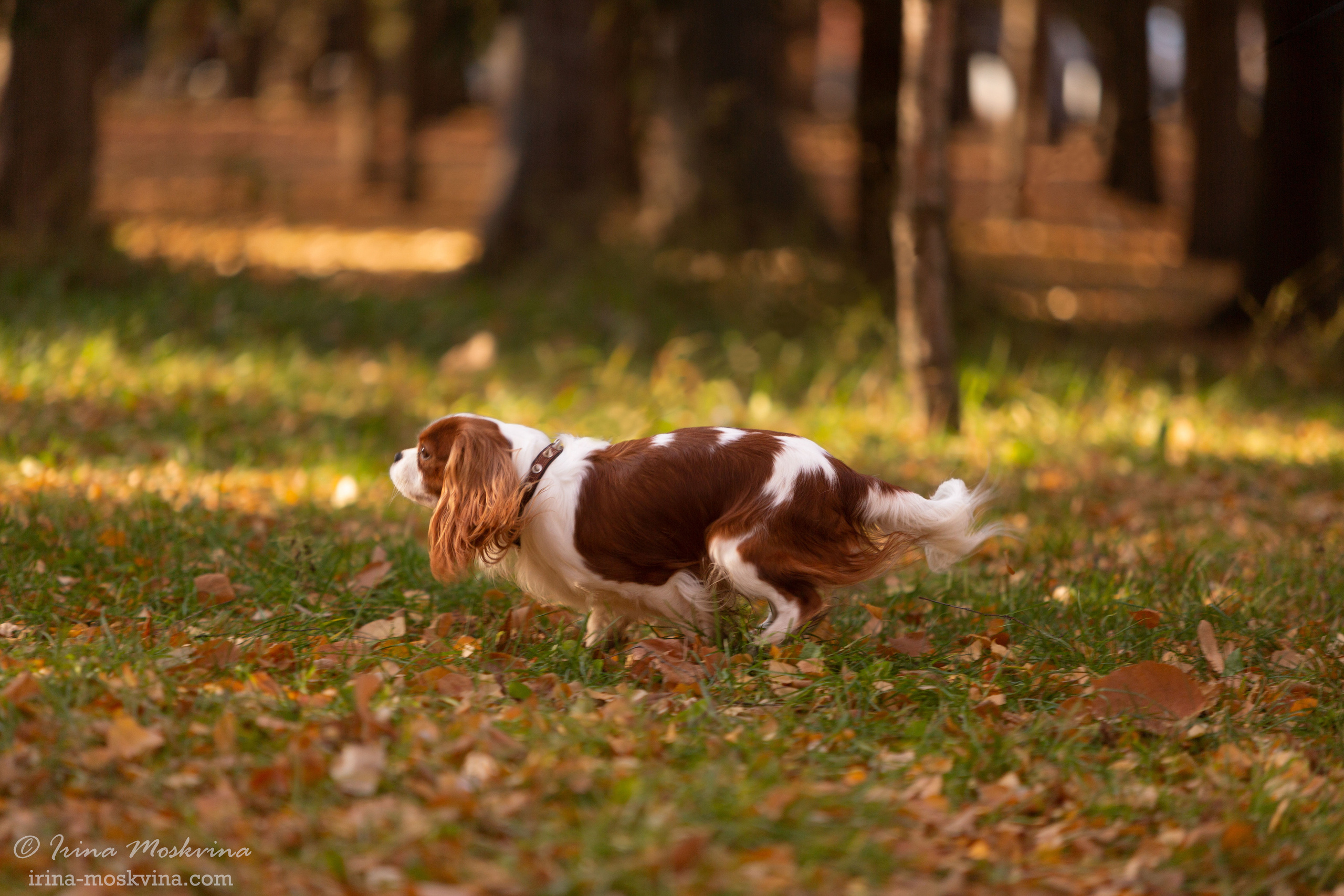 Прогулка с кавалером Да Винчи | Белгород | октябрь 2021. Ирина Москвина | фотограф | Москва