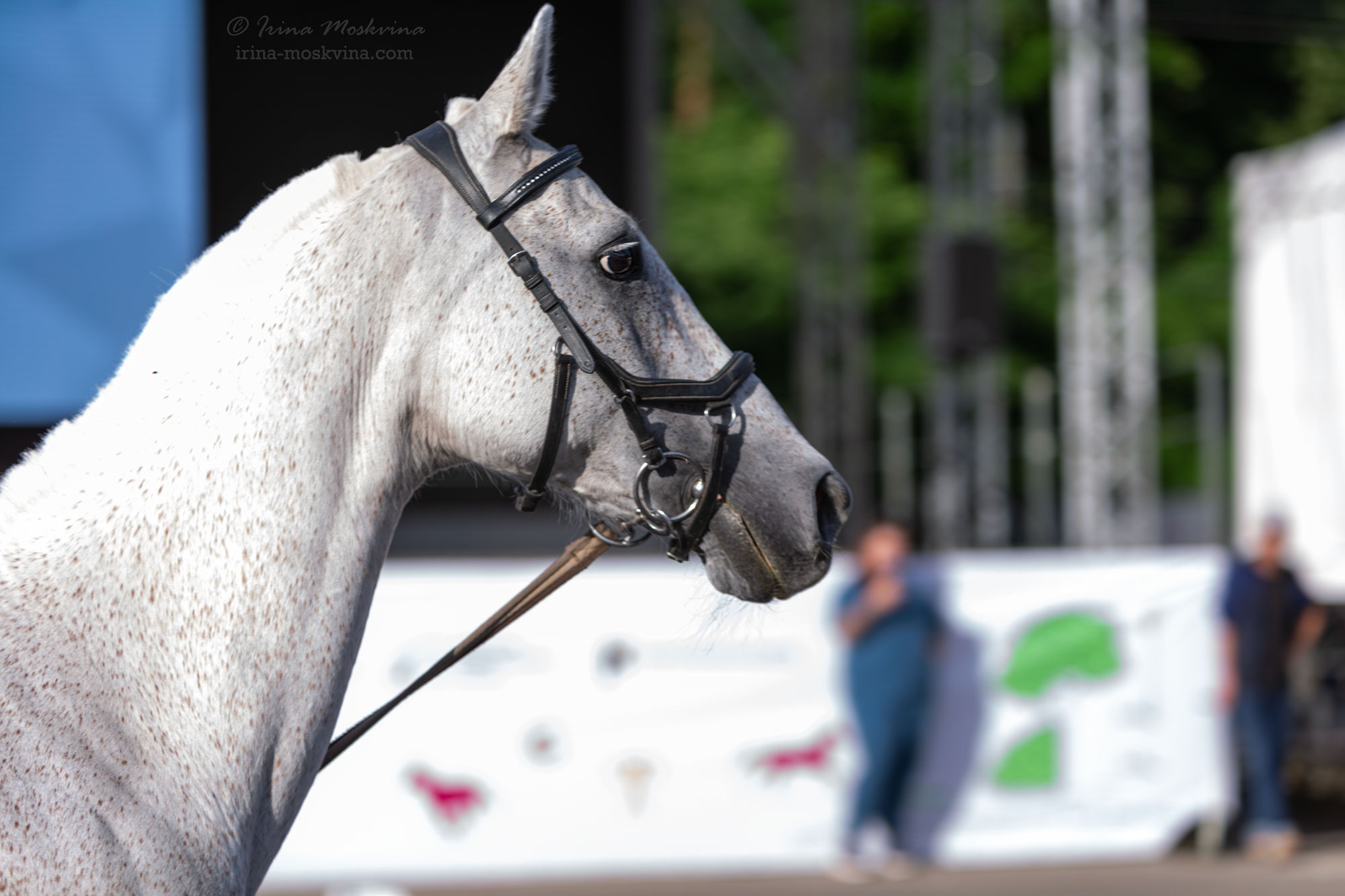 Терская порода